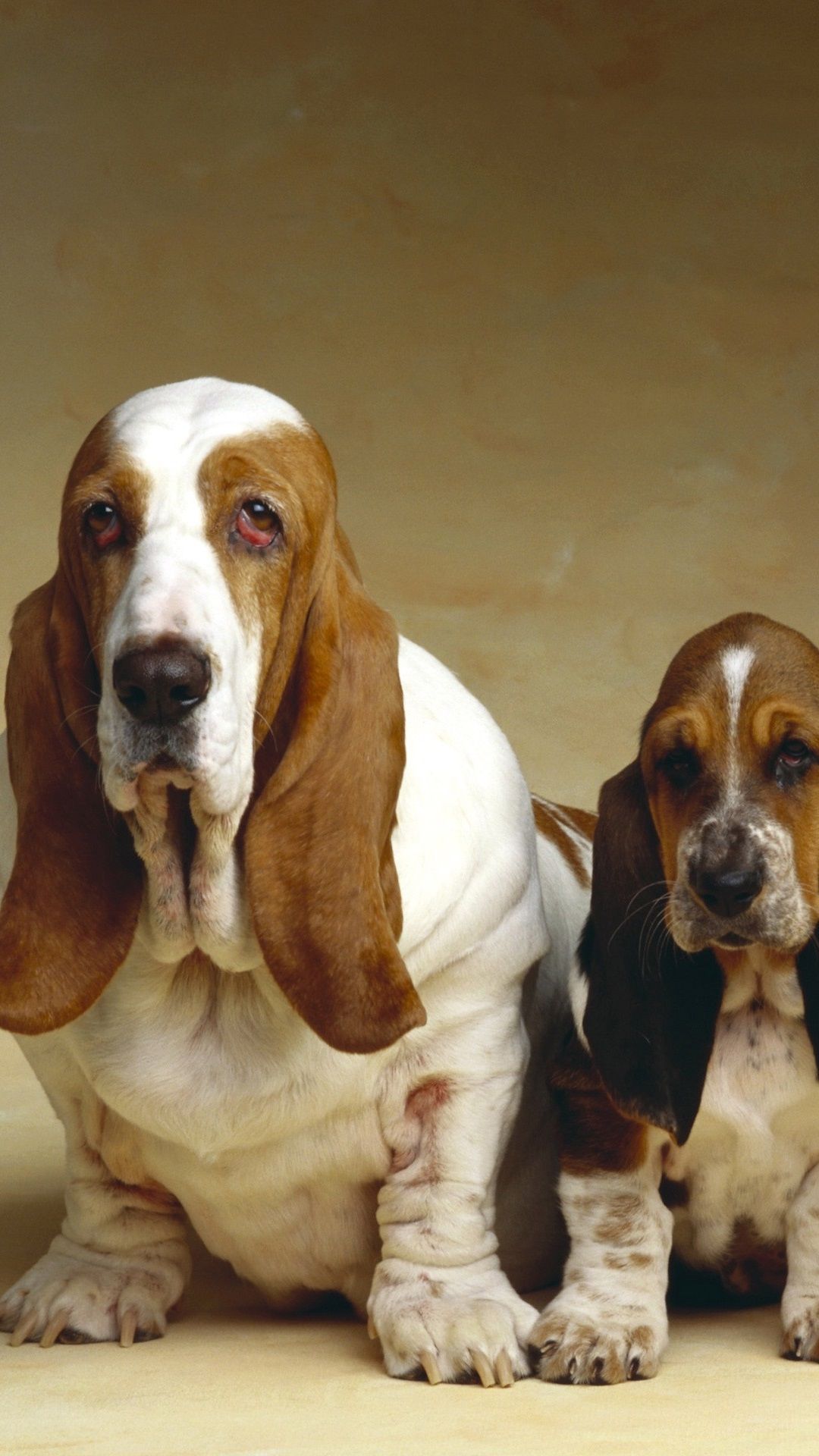 Basset Hounds Wallpapers - Wallpaper Cave