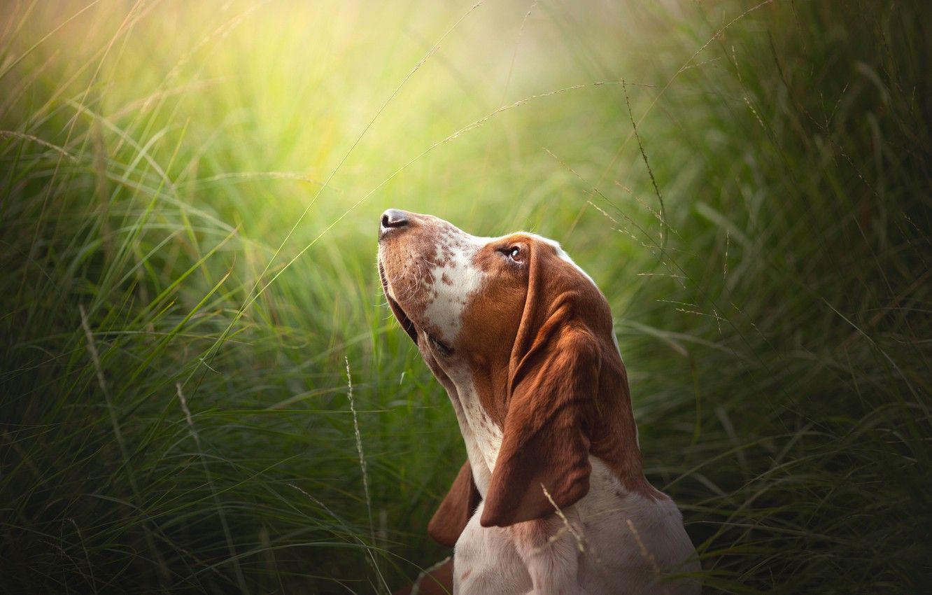 Wallpaper grass, face, dog, The Basset hound image for desktop, section собаки