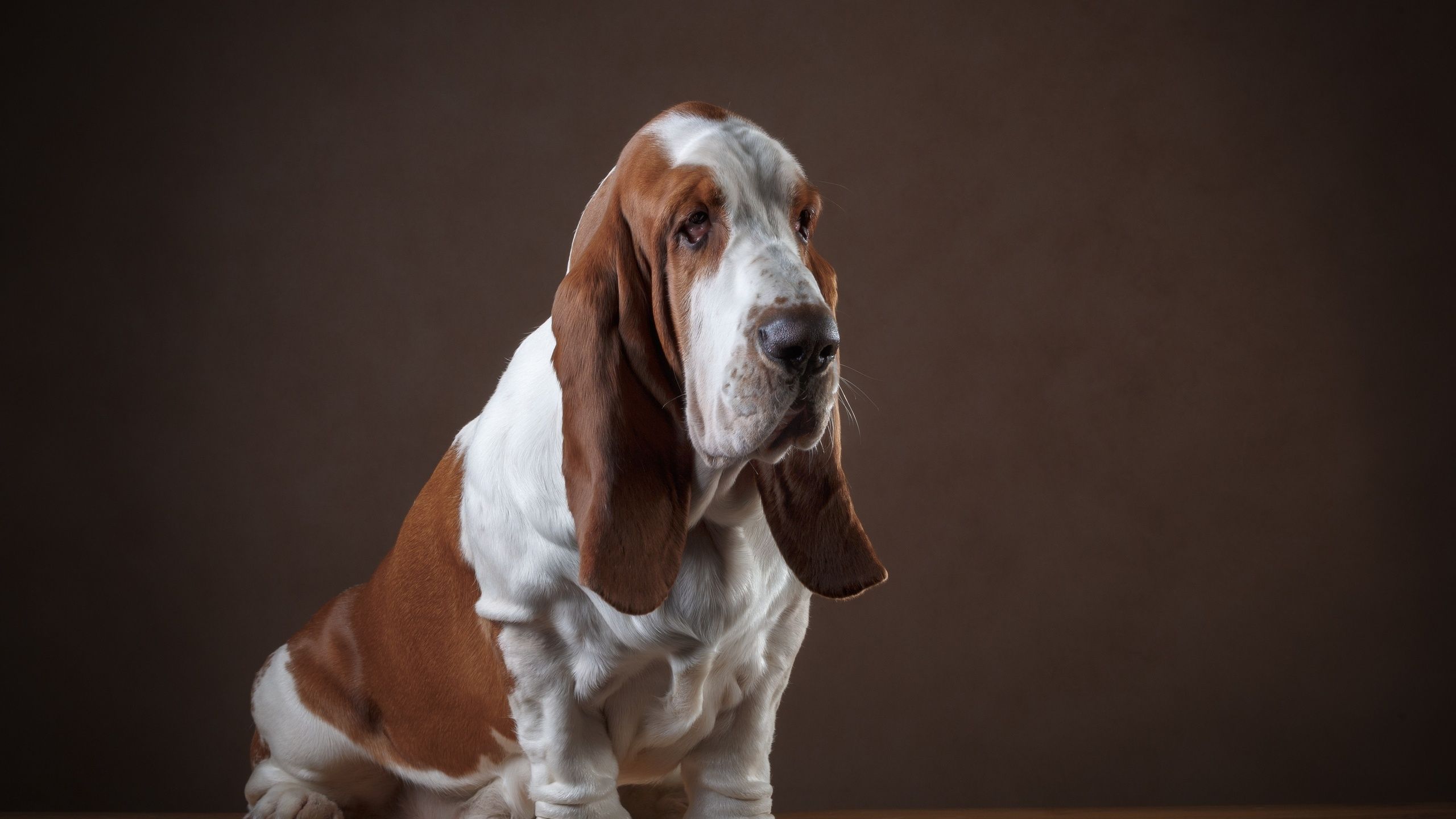 Basset Hound 1440P Resolution HD 4k Wallpaper, Image, Background, Photo and Picture