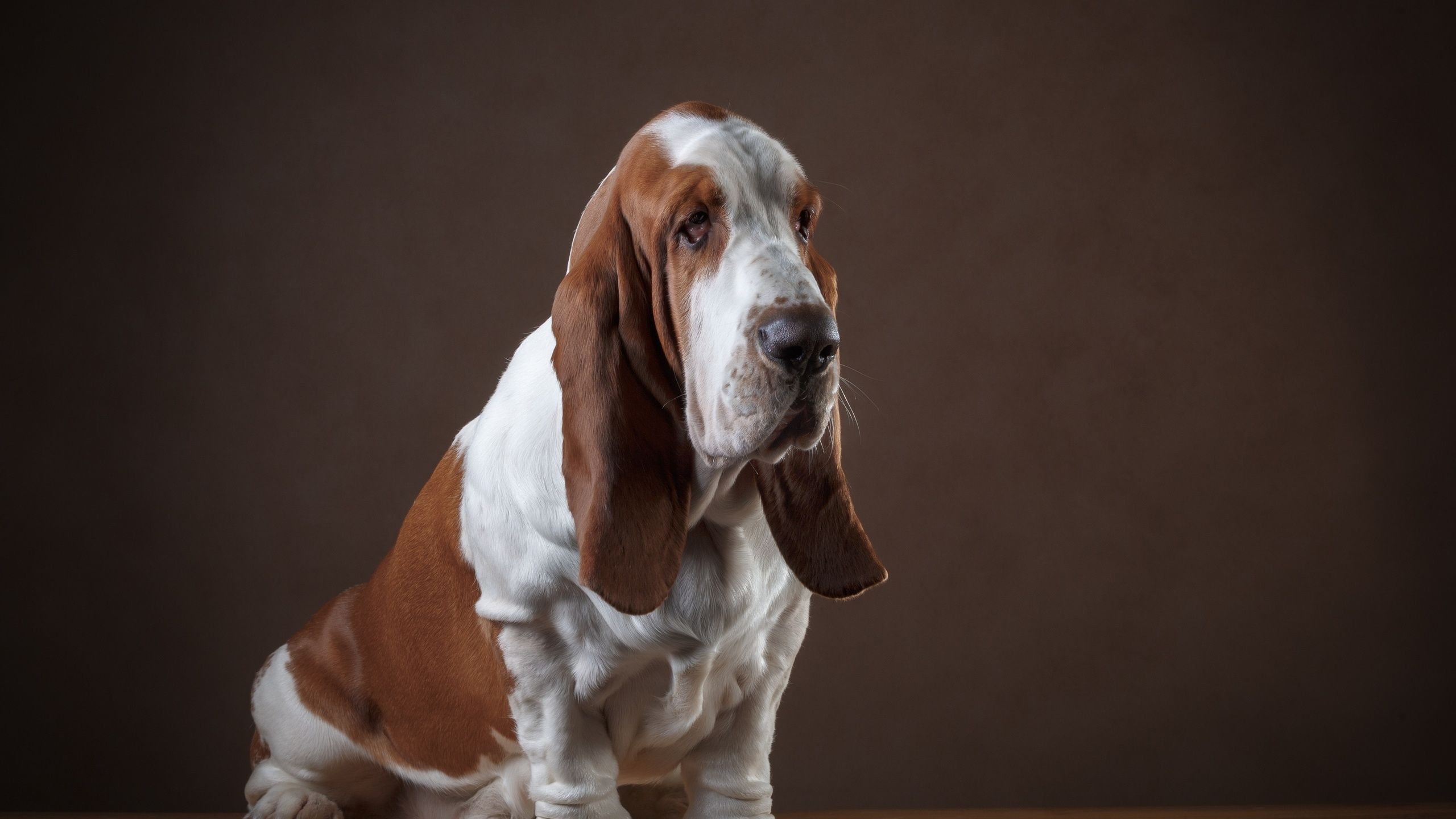 Basset Hounds Wallpapers - Wallpaper Cave