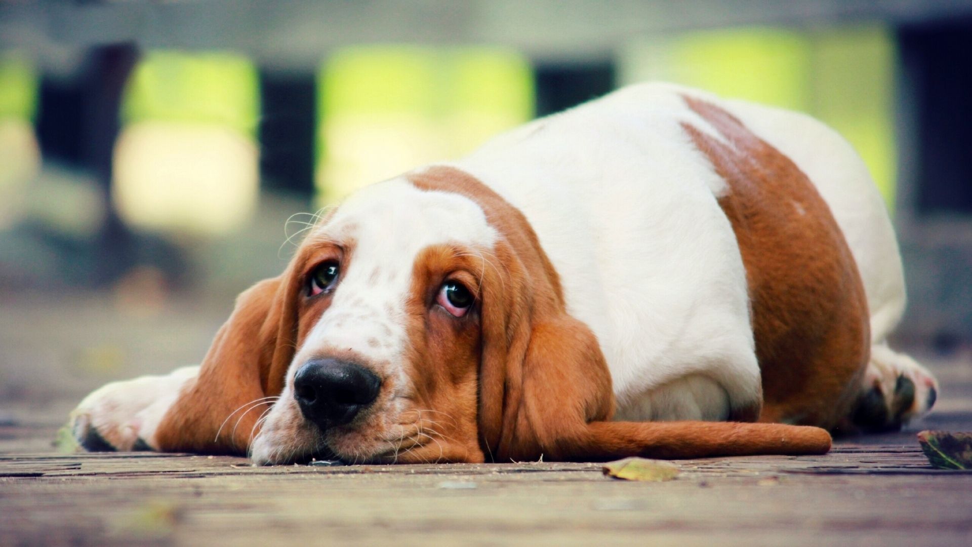 Basset Hound Wallpaper Picture For iPhone Blackberry iPad. Basset hound, Basset, Bassett hound
