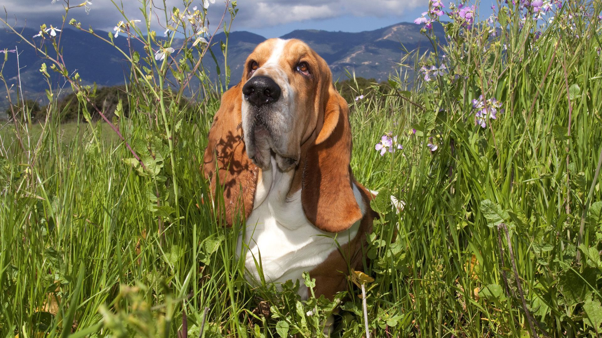 Basset Hounds Wallpapers - Wallpaper Cave