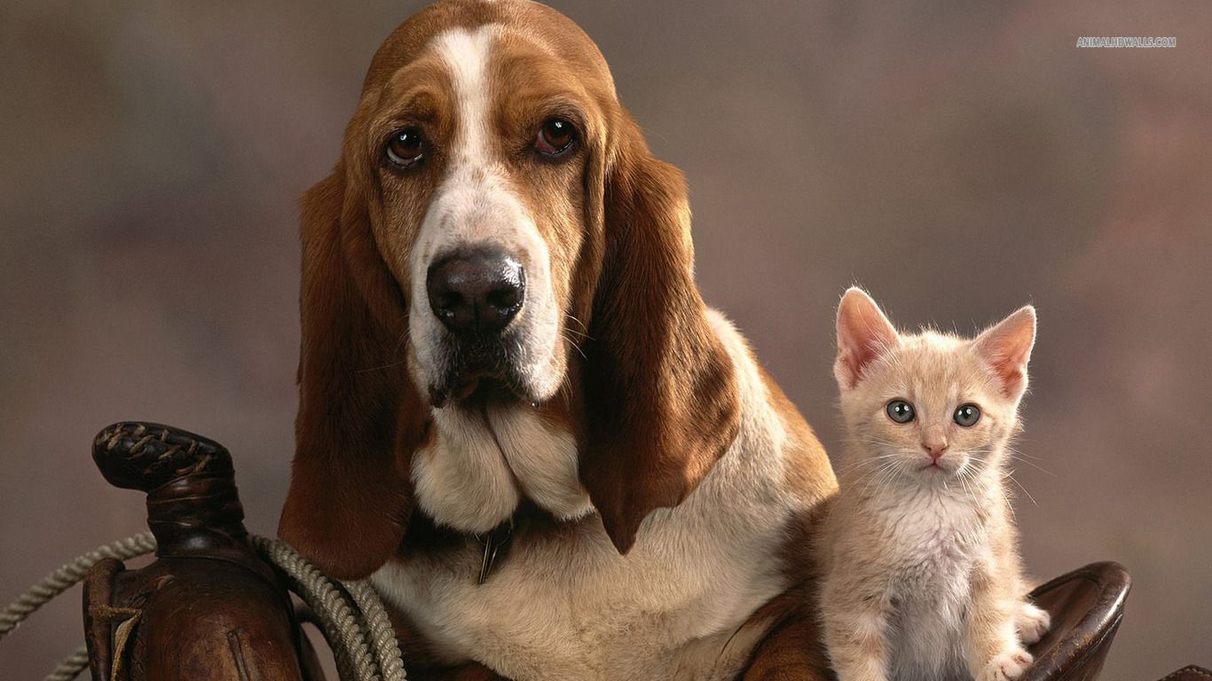 Basset Hound Wallpaper HD Download Dogs And Cats Wallpaper & Background Download
