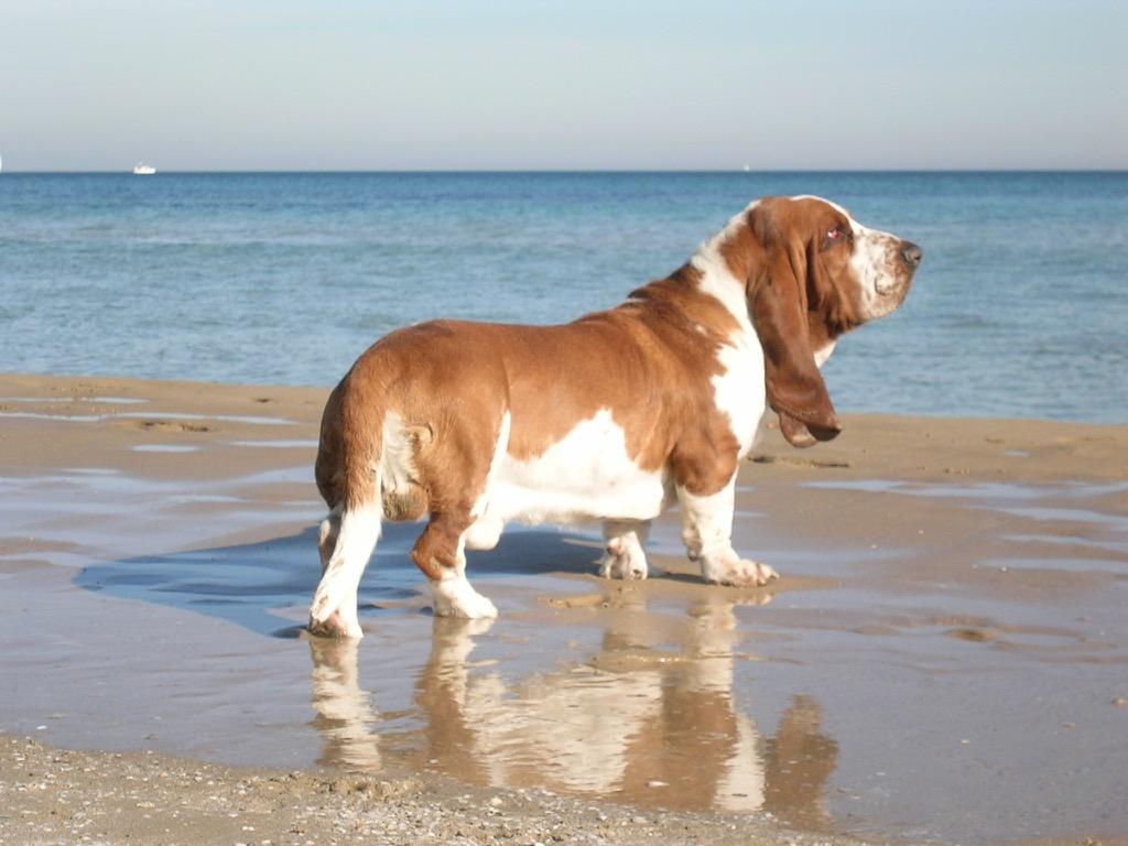 Cute Basset Hounds Wallpaper for Android