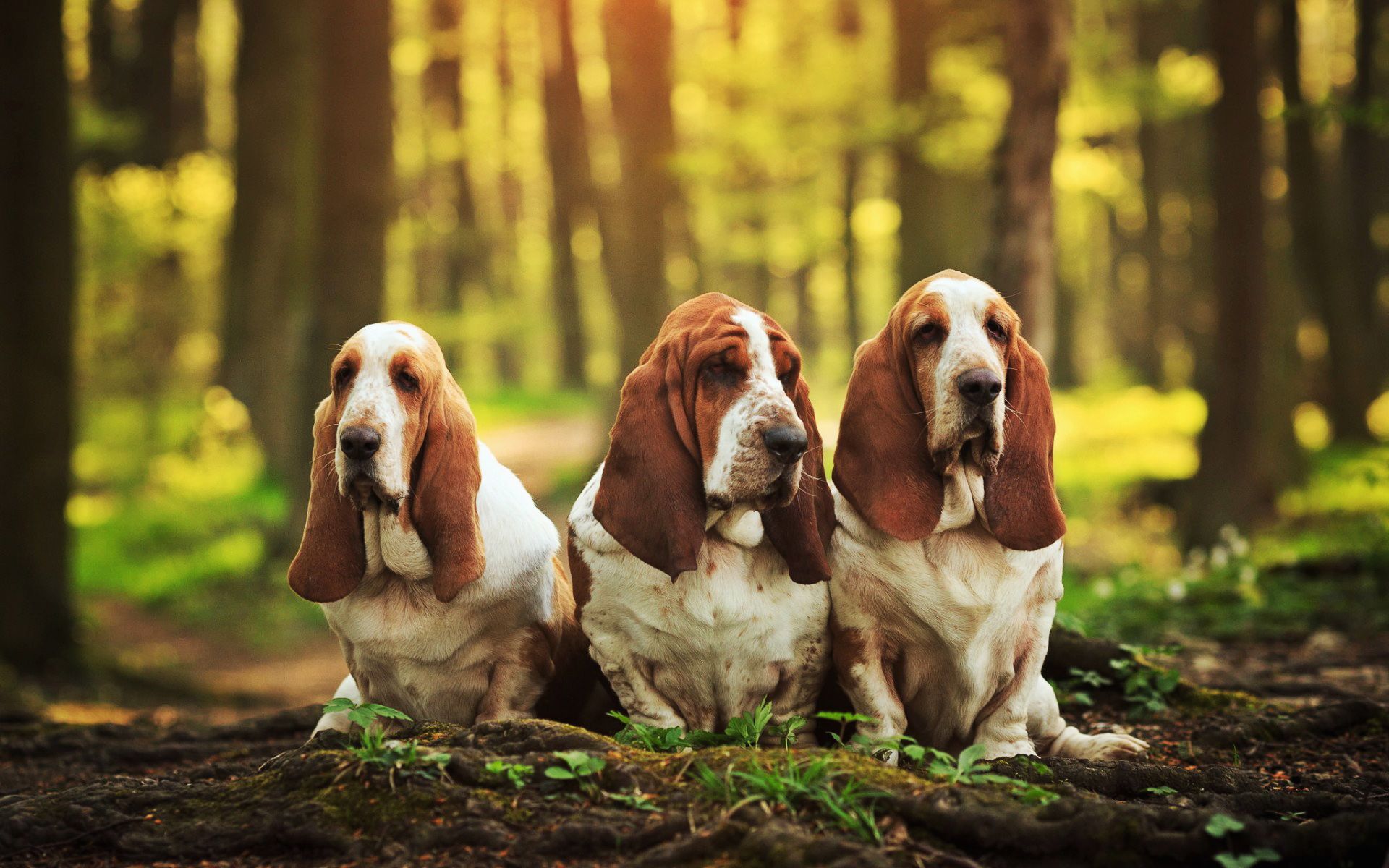 Download wallpaper Basset Hounds, forest, cute animals, family, pets, dogs, Basset Hounds Dog for desktop with resolution 1920x1200. High Quality HD picture wallpaper