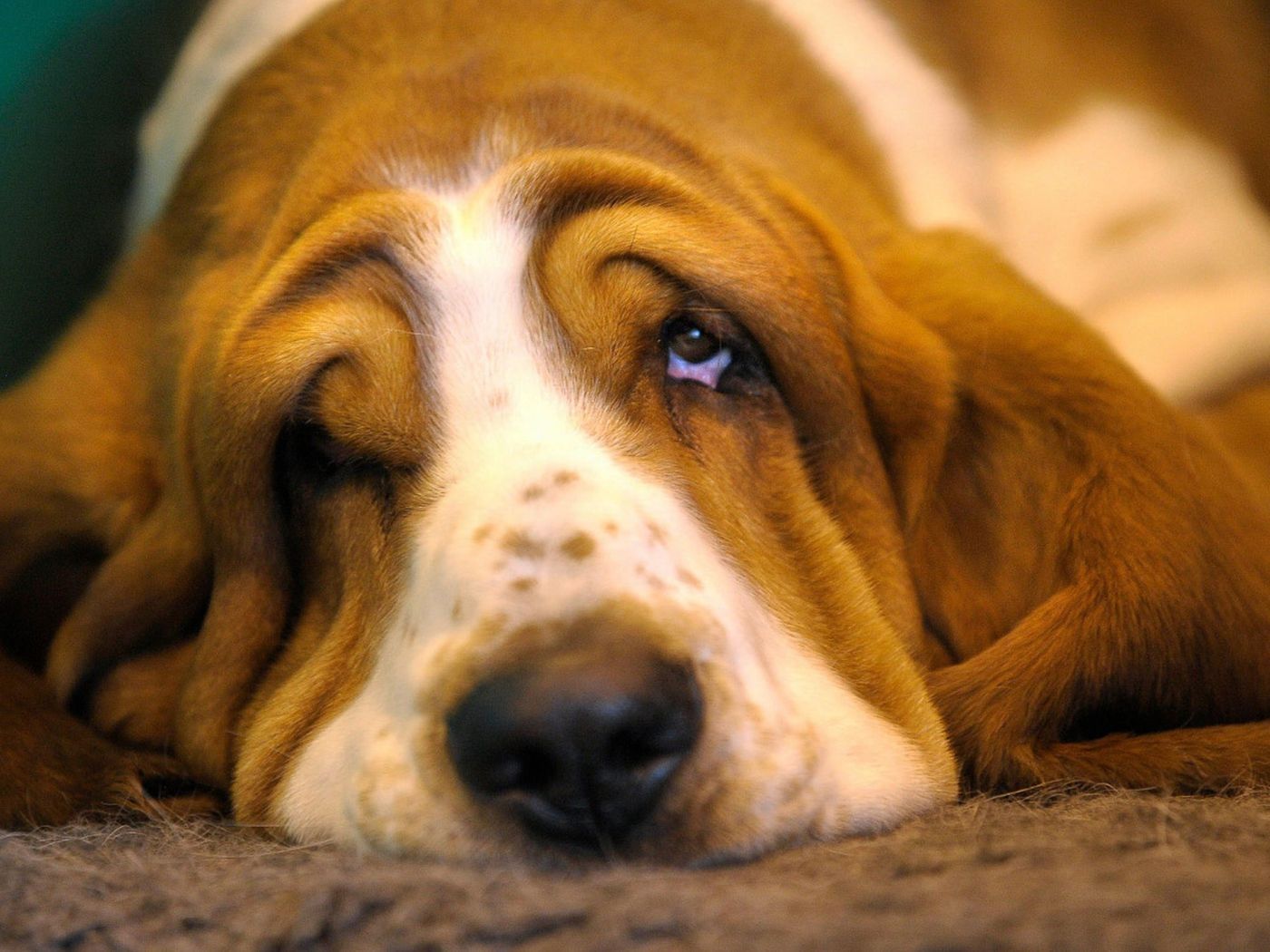 Very sad basset hound Desktop wallpaper 1400x1050