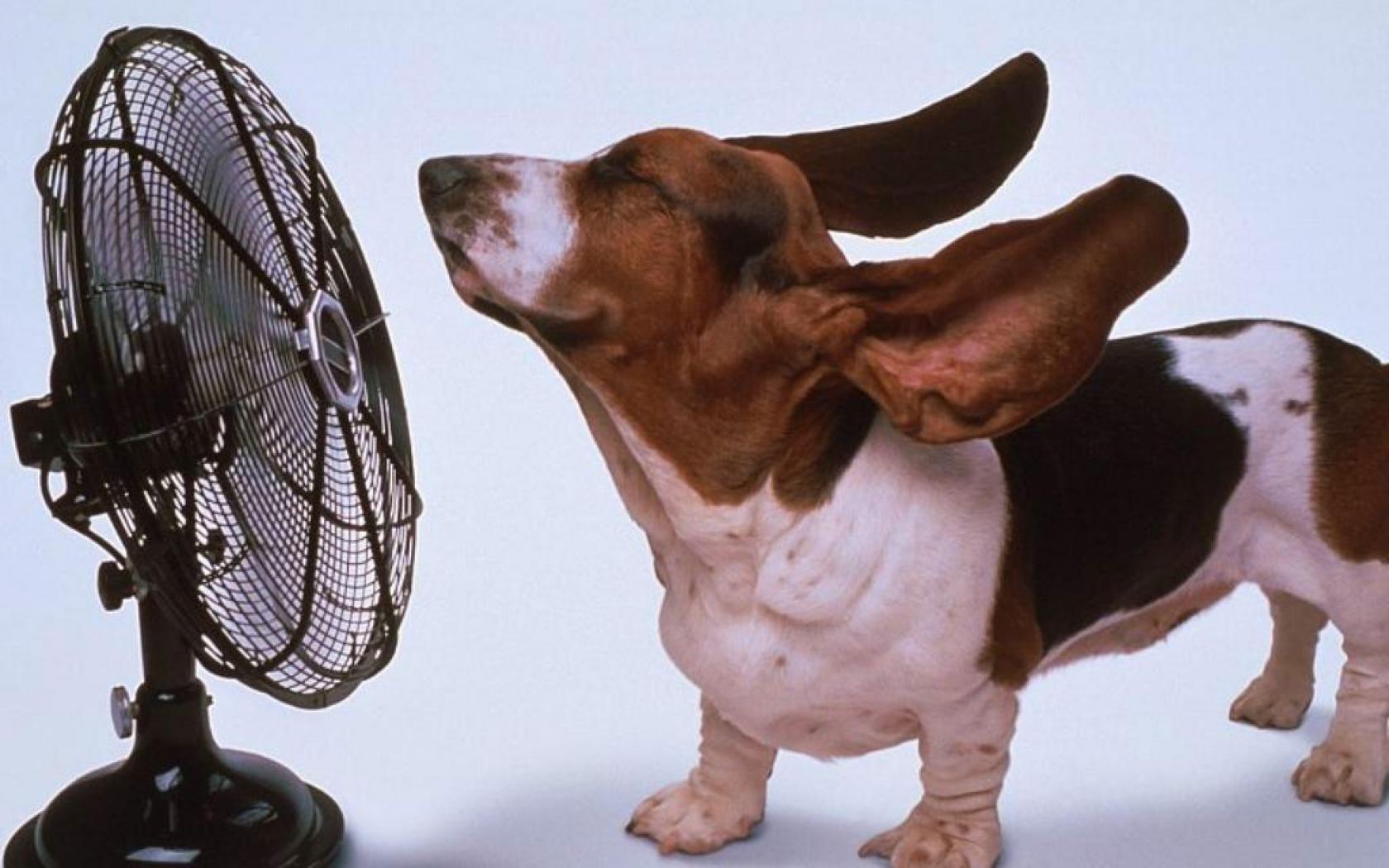 wallpaper: basset hound, dog, fan, blowing, cool, refreshing
