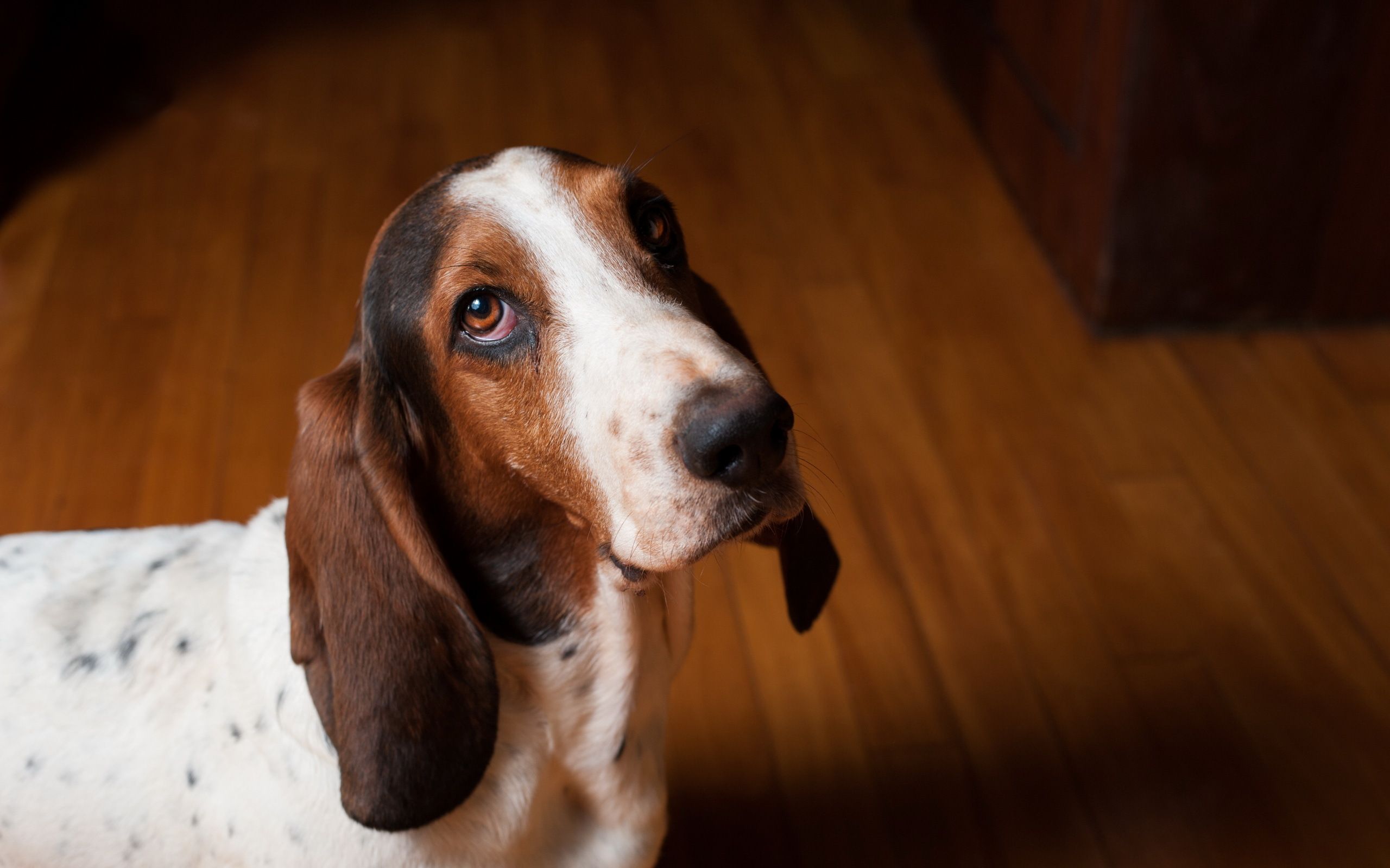 Basset Hound Wallpaper. Hellhound Wallpaper, Hound Game of Thrones Wallpaper and The Fox and the Hound Wallpaper