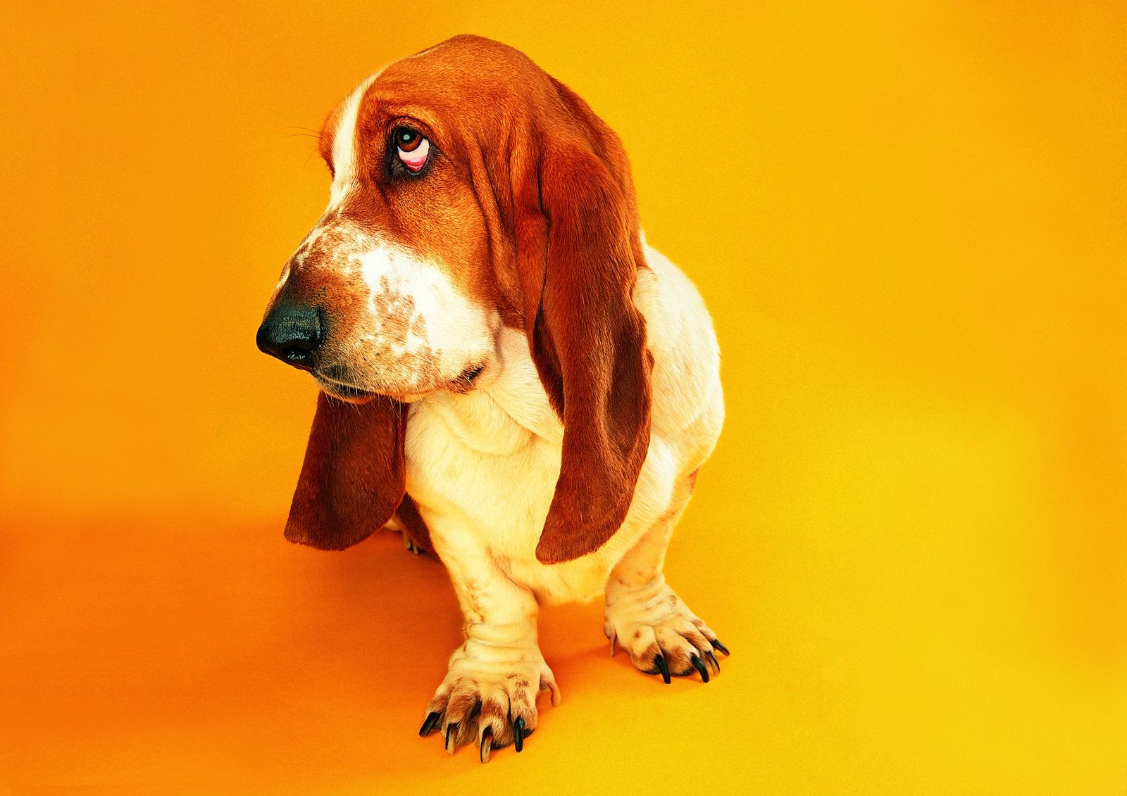 Basset Hounds Wallpapers - Wallpaper Cave