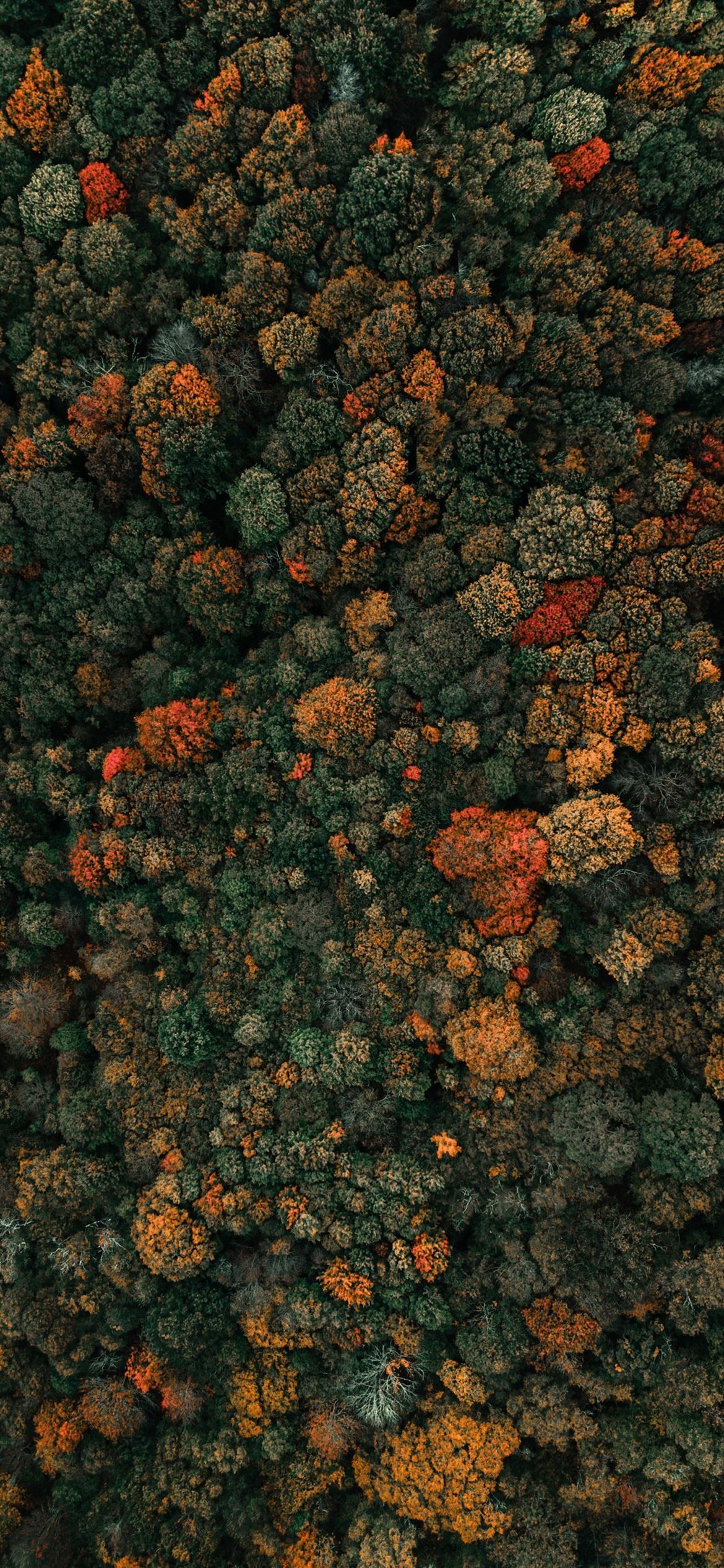 aerial photography of green leafed trees iPhone 12 Wallpaper Free Download