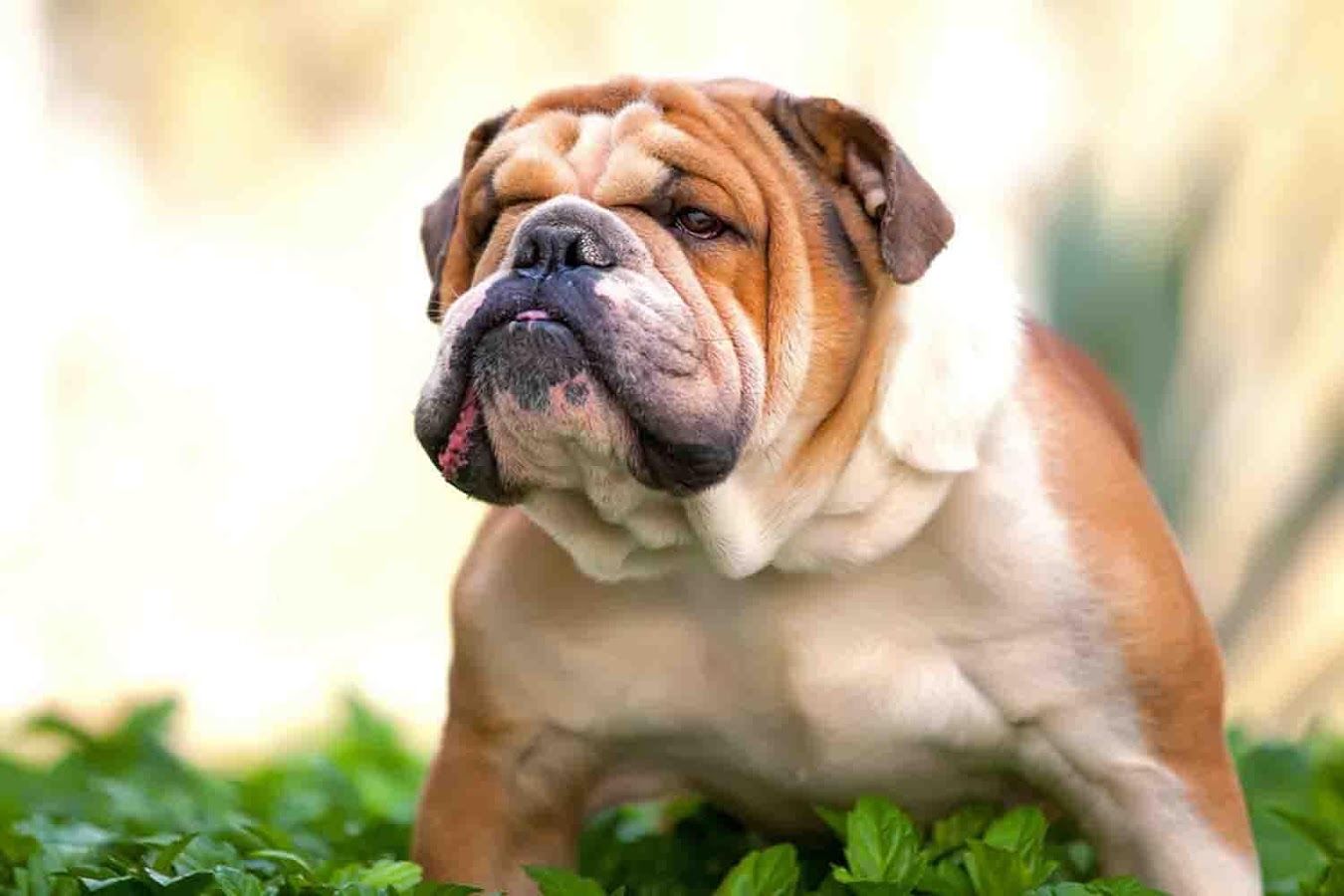 Free download English Bulldog Wallpaper Android Apps on Google Play [1350x900] for your Desktop, Mobile & Tablet. Explore English Bulldog Wallpaper. Old English Bulldog Wallpaper, Bulldogs Wallpaper
