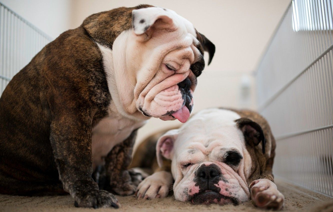 Wallpaper dogs, pair, two dogs, English bulldog, the bulldogs image for desktop, section собаки