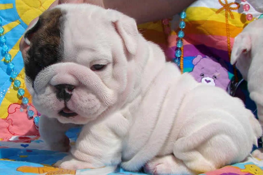 Free download White English Bulldog Puppy Wallpaper 1091725 192523 HD Wallpaper [1091x725] for your Desktop, Mobile & Tablet. Explore English Bulldog Wallpaper. Old English Bulldog Wallpaper, Bulldogs Wallpaper