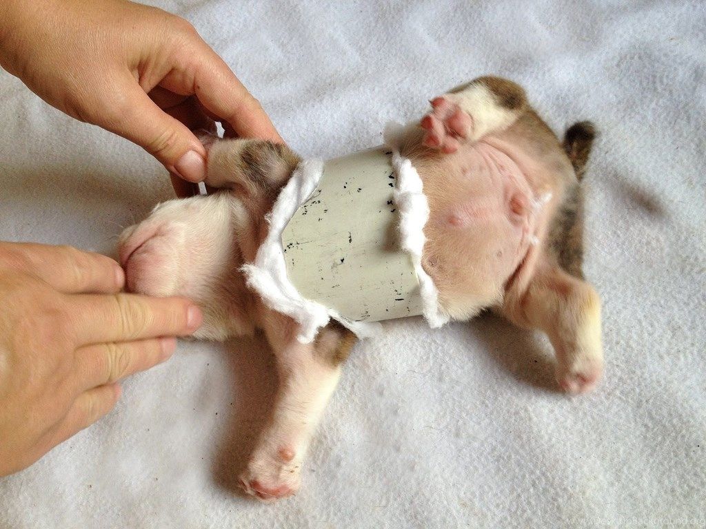 Newborn English Bulldog Wallpaper. Desktop Background