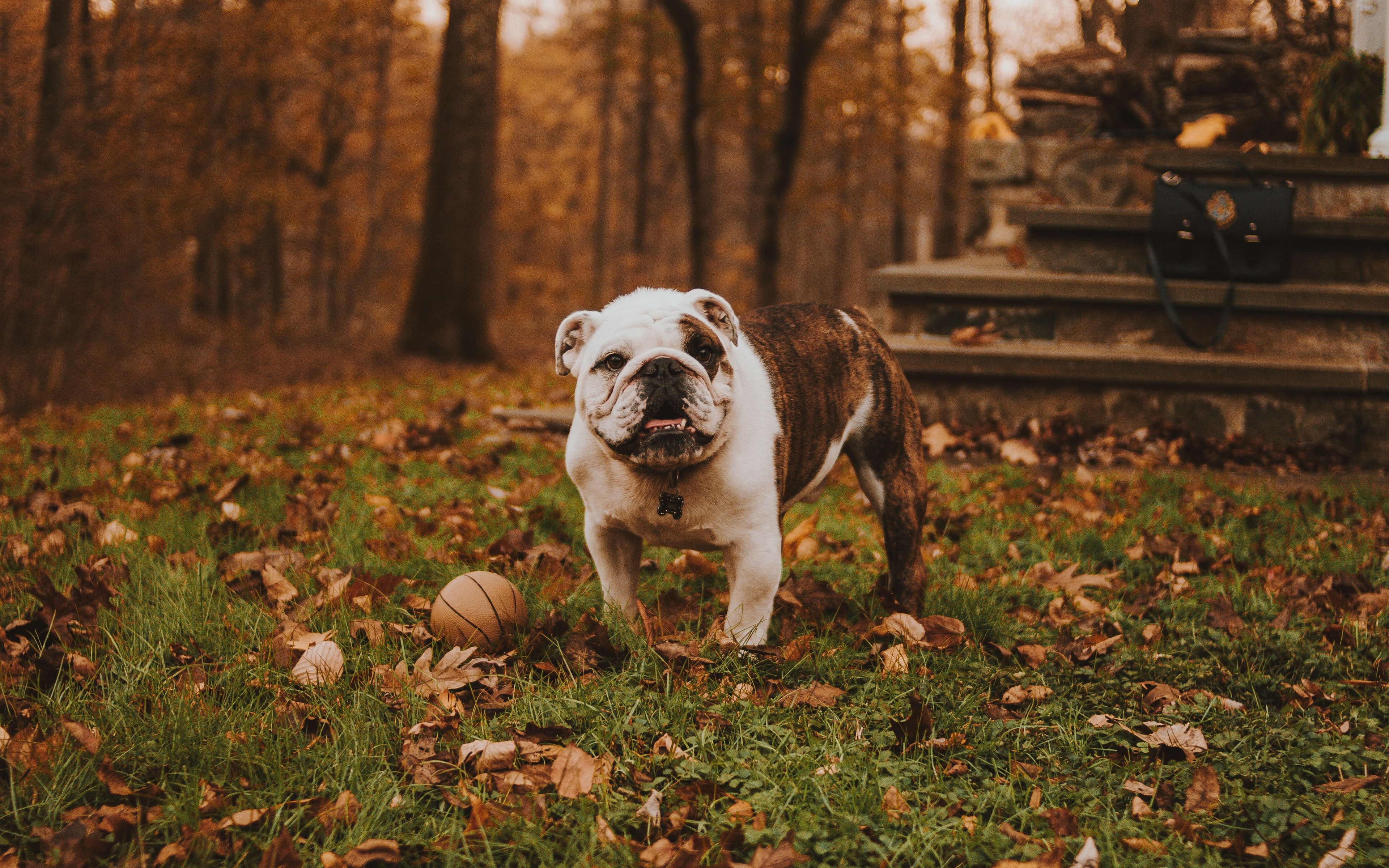Wallpaper Bulldog, Muzzle, Ball, Autumn, Grass Bulldog Wallpaper & Background Download