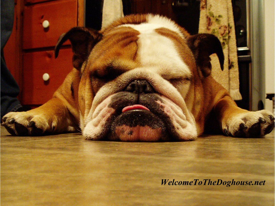 English Bulldogs Wallpapers - Wallpaper Cave