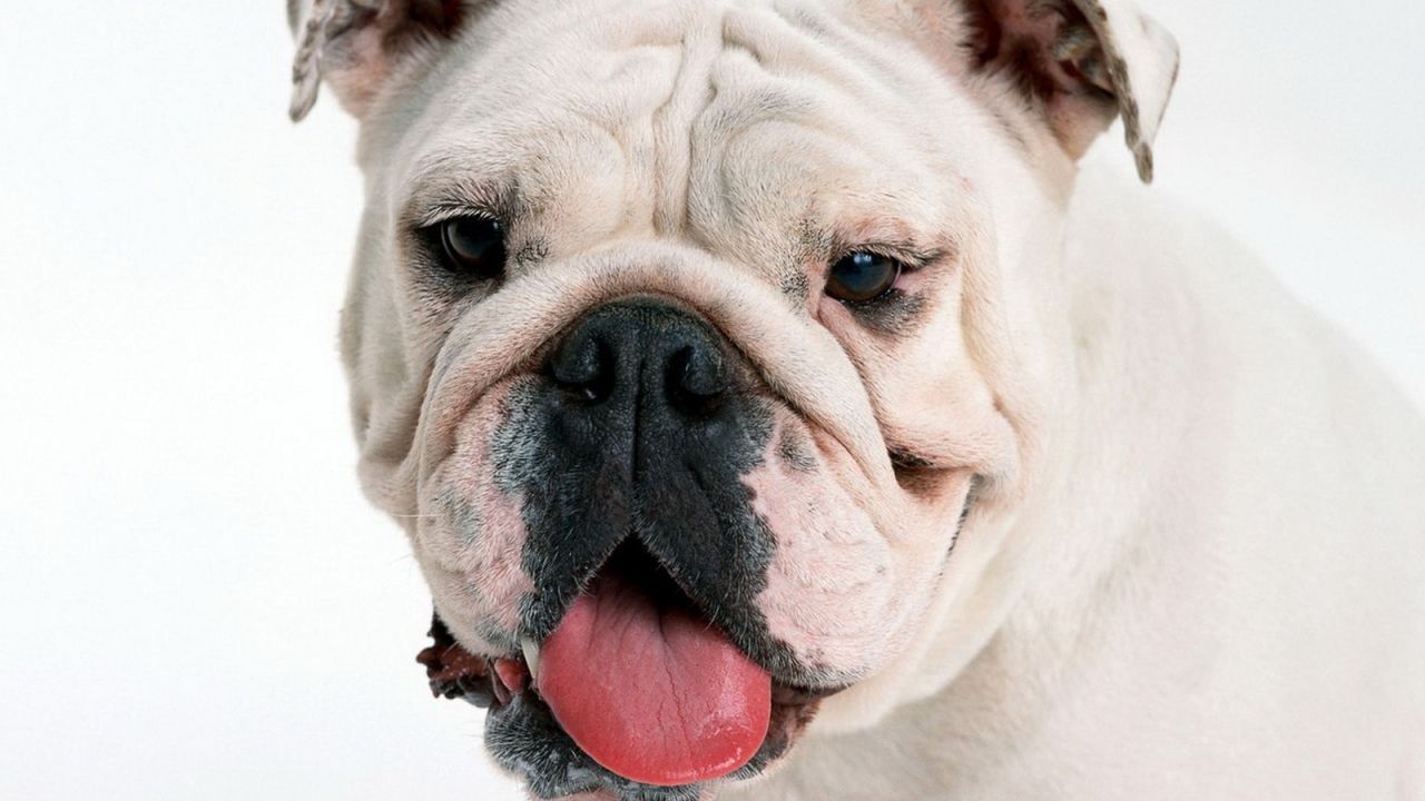 Free download English Bulldog muzzle Desktop wallpaper 1280x720 [1280x720] for your Desktop, Mobile & Tablet. Explore English Bulldog Wallpaper. Old English Bulldog Wallpaper, Bulldogs Wallpaper