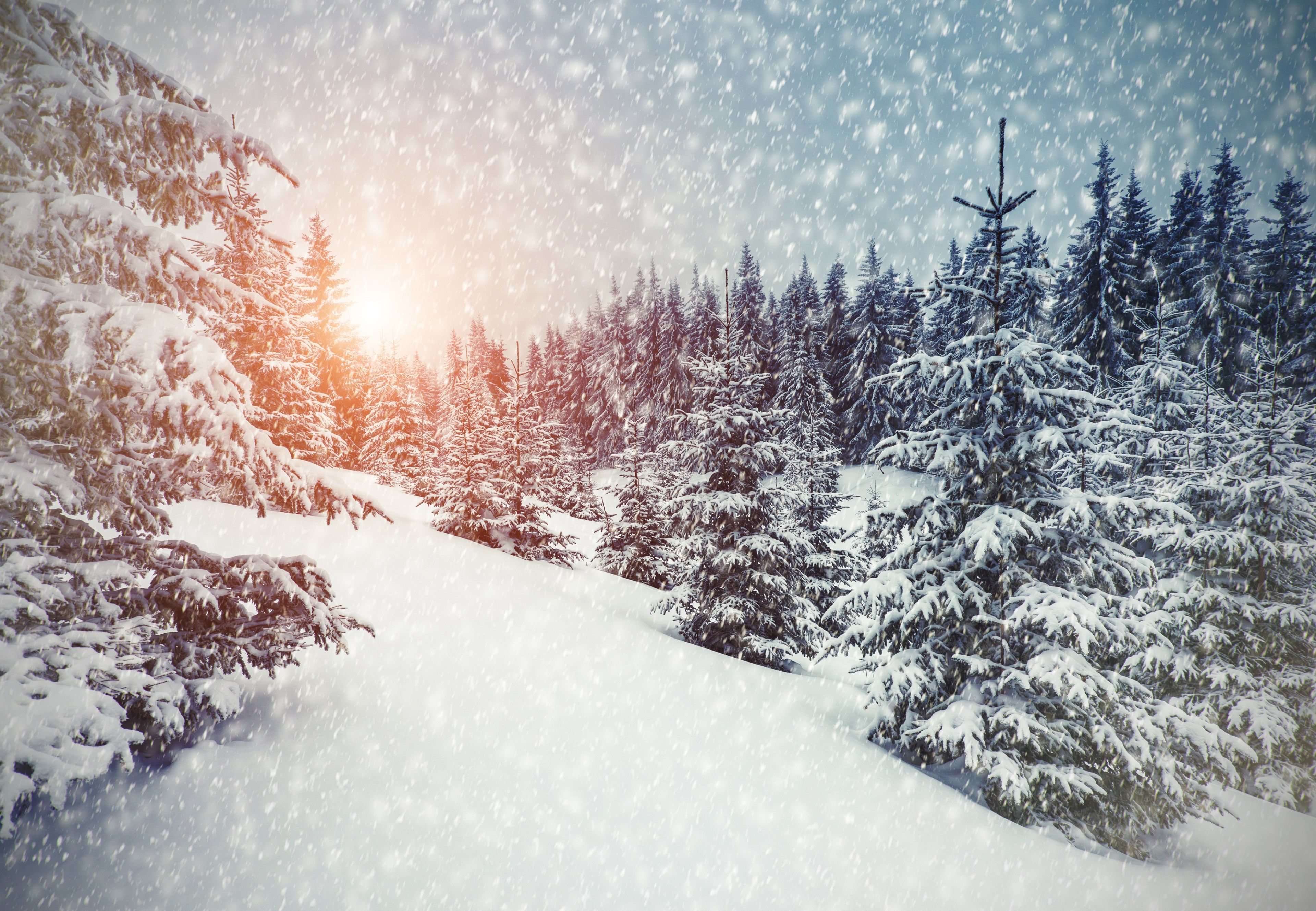 winter 4k wallpaper HD top. Winter wallpaper desktop, Forest backdrops, Winter landscape