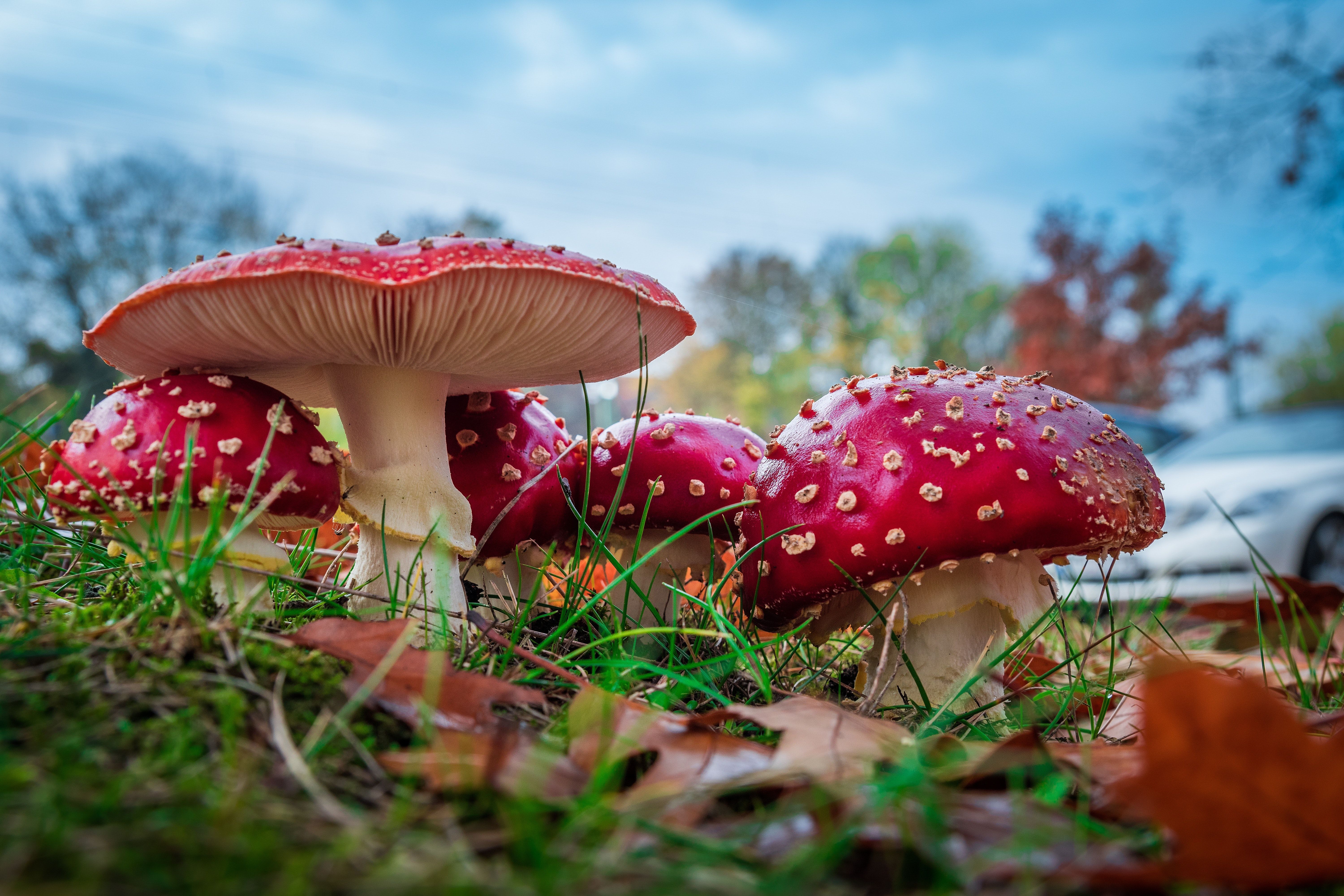 Fungi 4K wallpapers for your desktop or mobile screen free and easy to  download