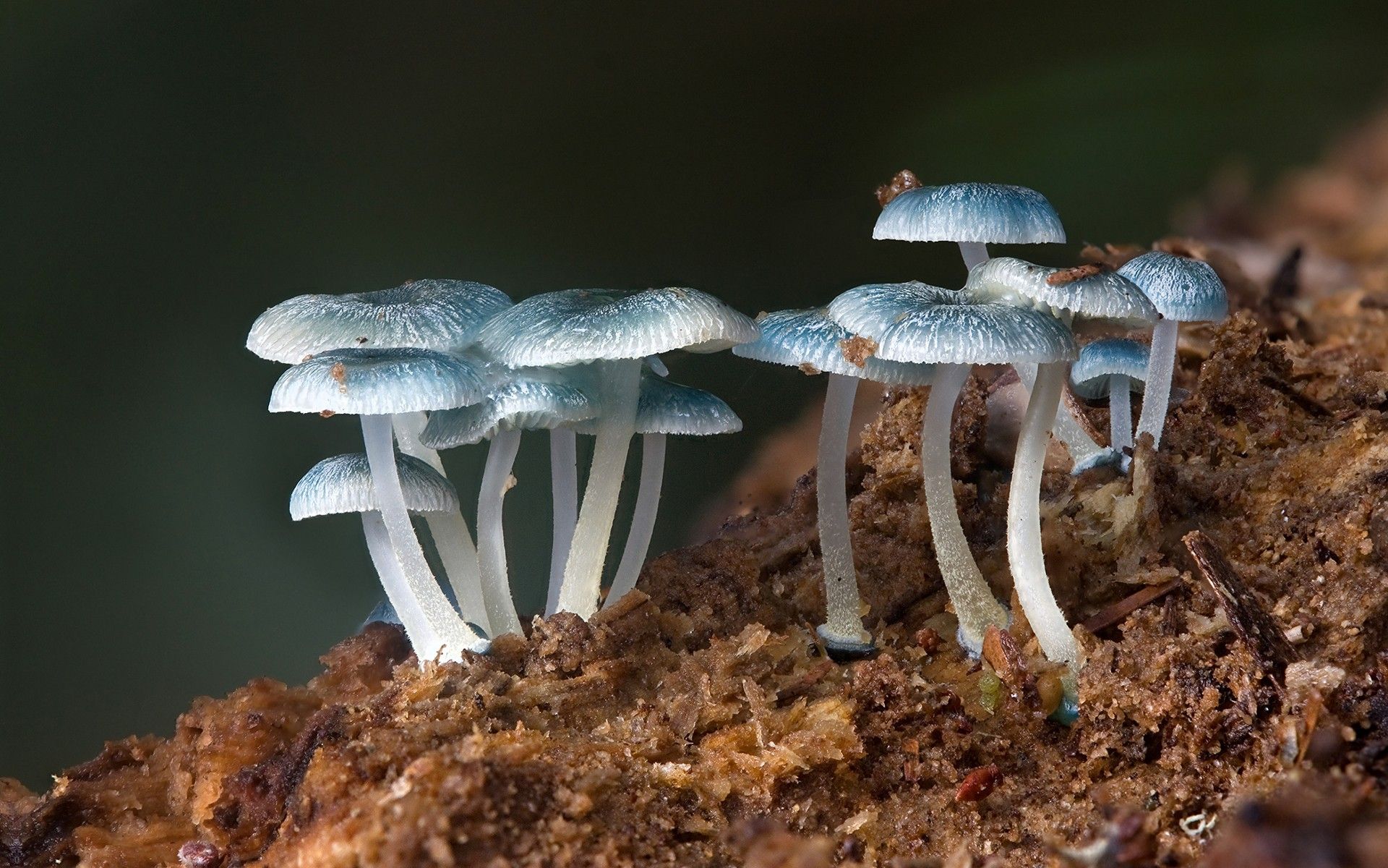 Fungi mushrooms nature plants wallpaper wallpaper and image, picture, photo