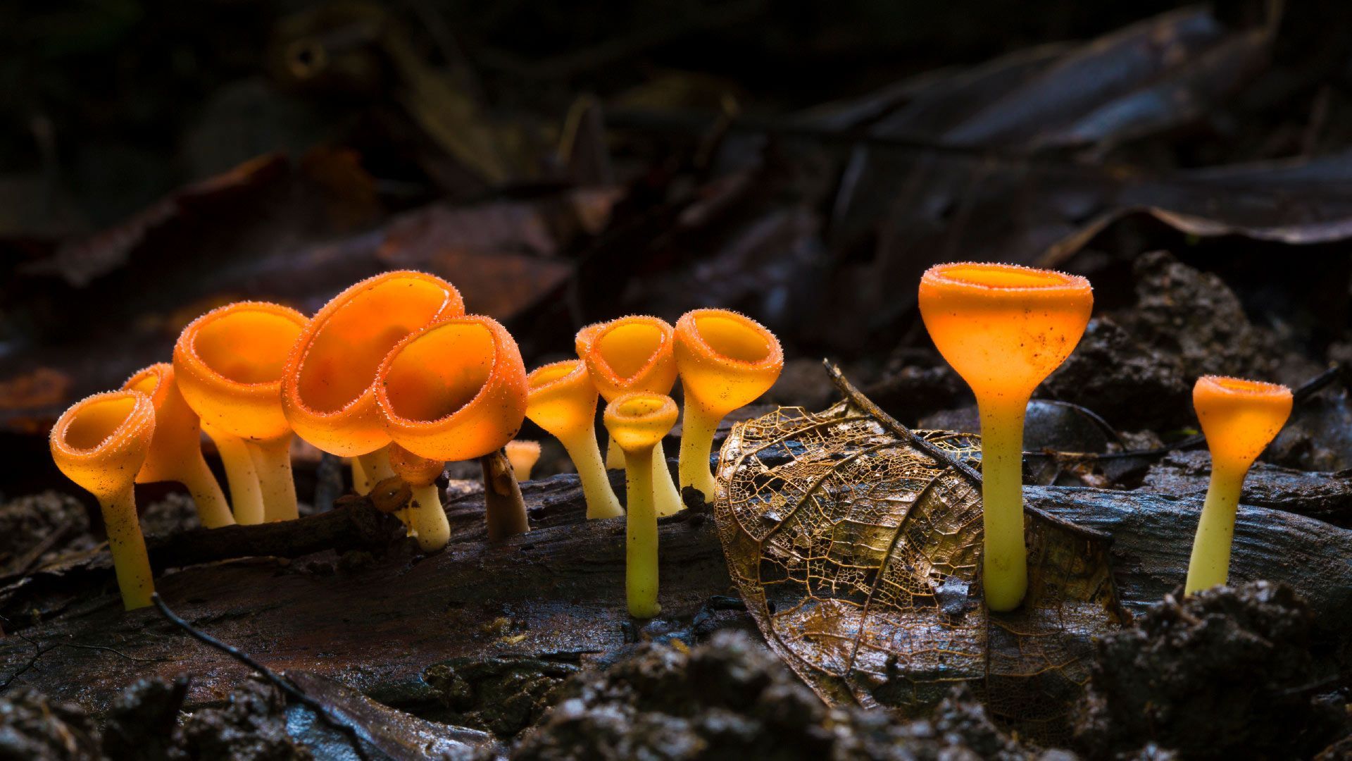 Fungus Wallpapers - Wallpaper Cave