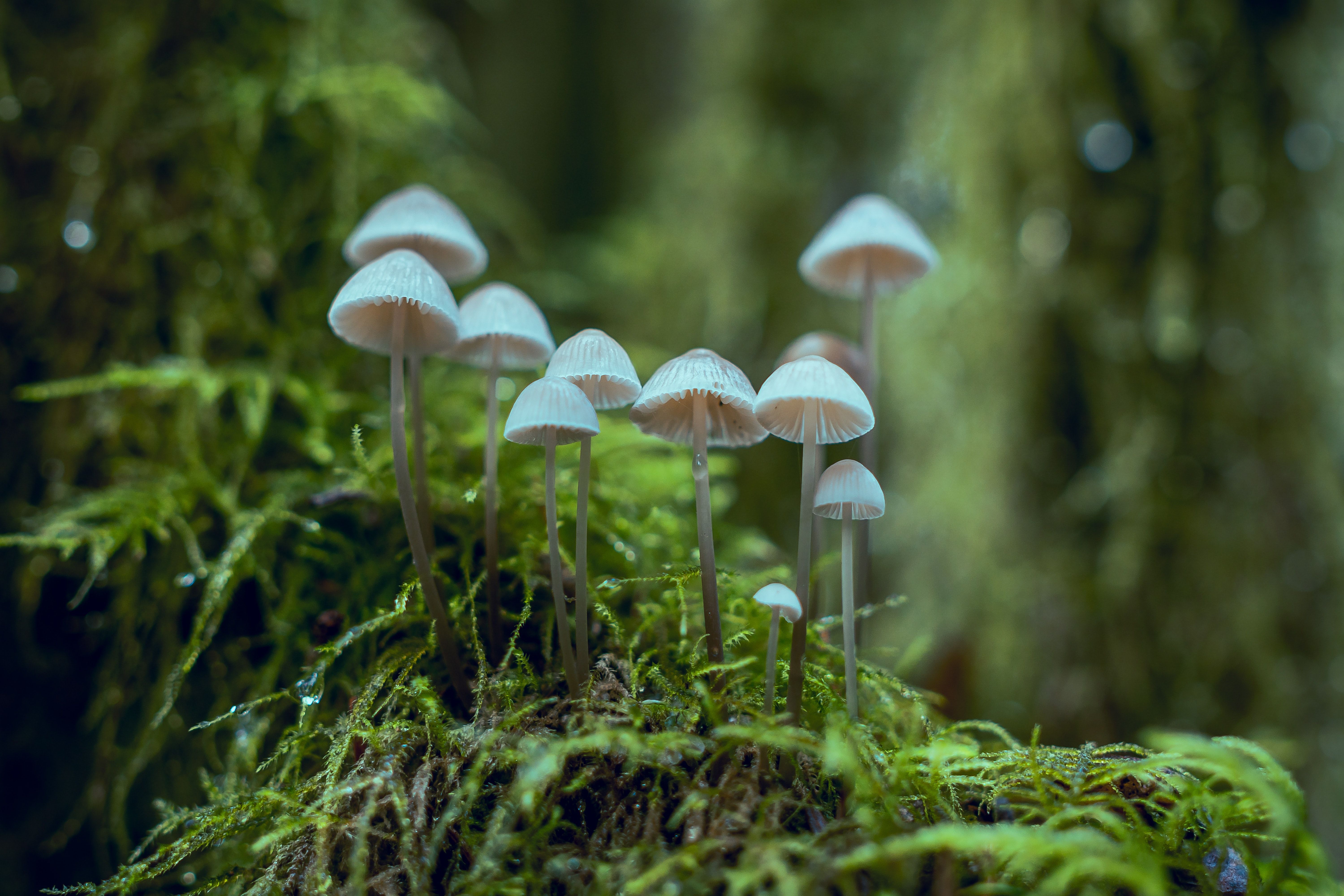 White Fungi · Free