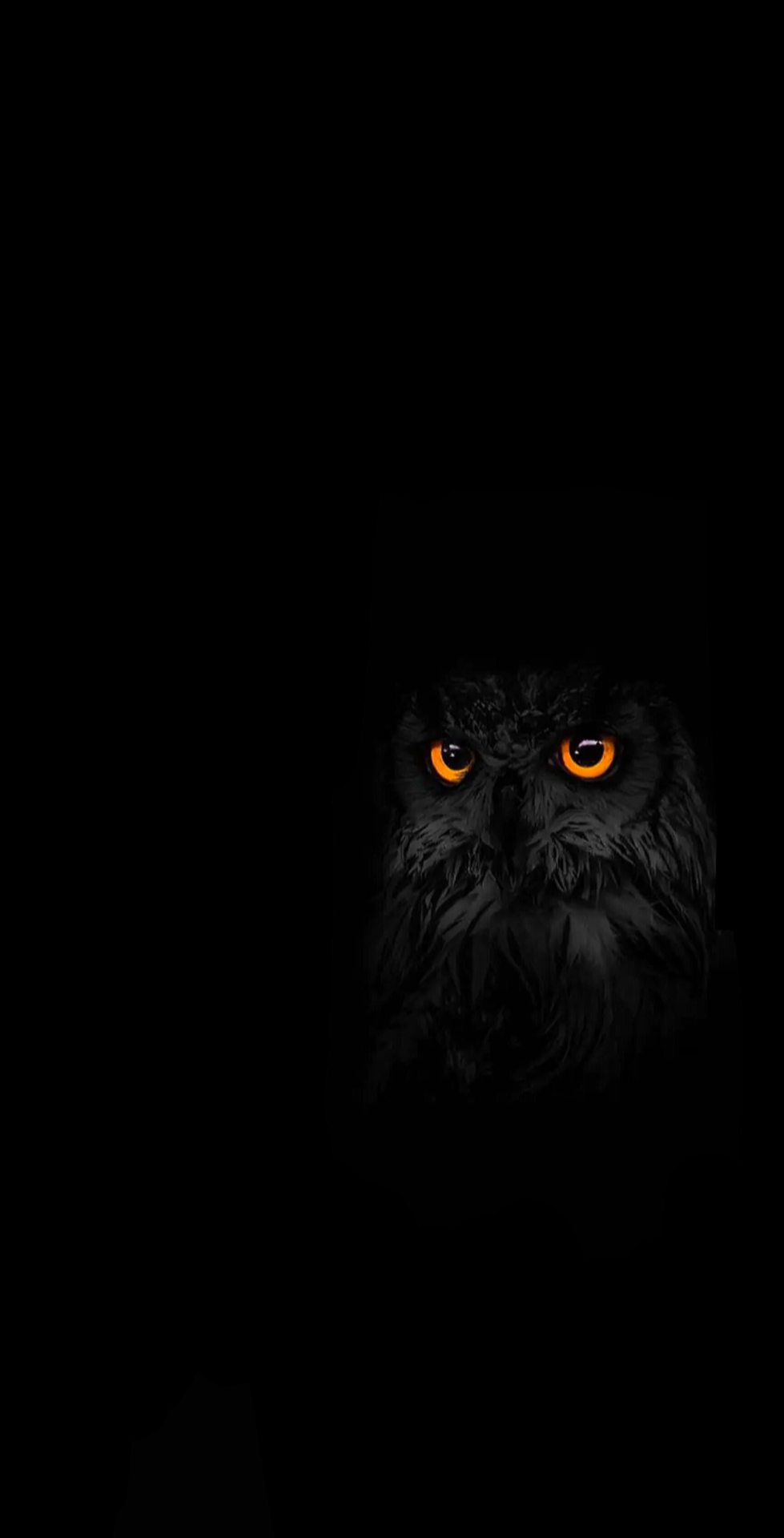 Owl Wallpapers: Free HD Download [500+ HQ] | Unsplash