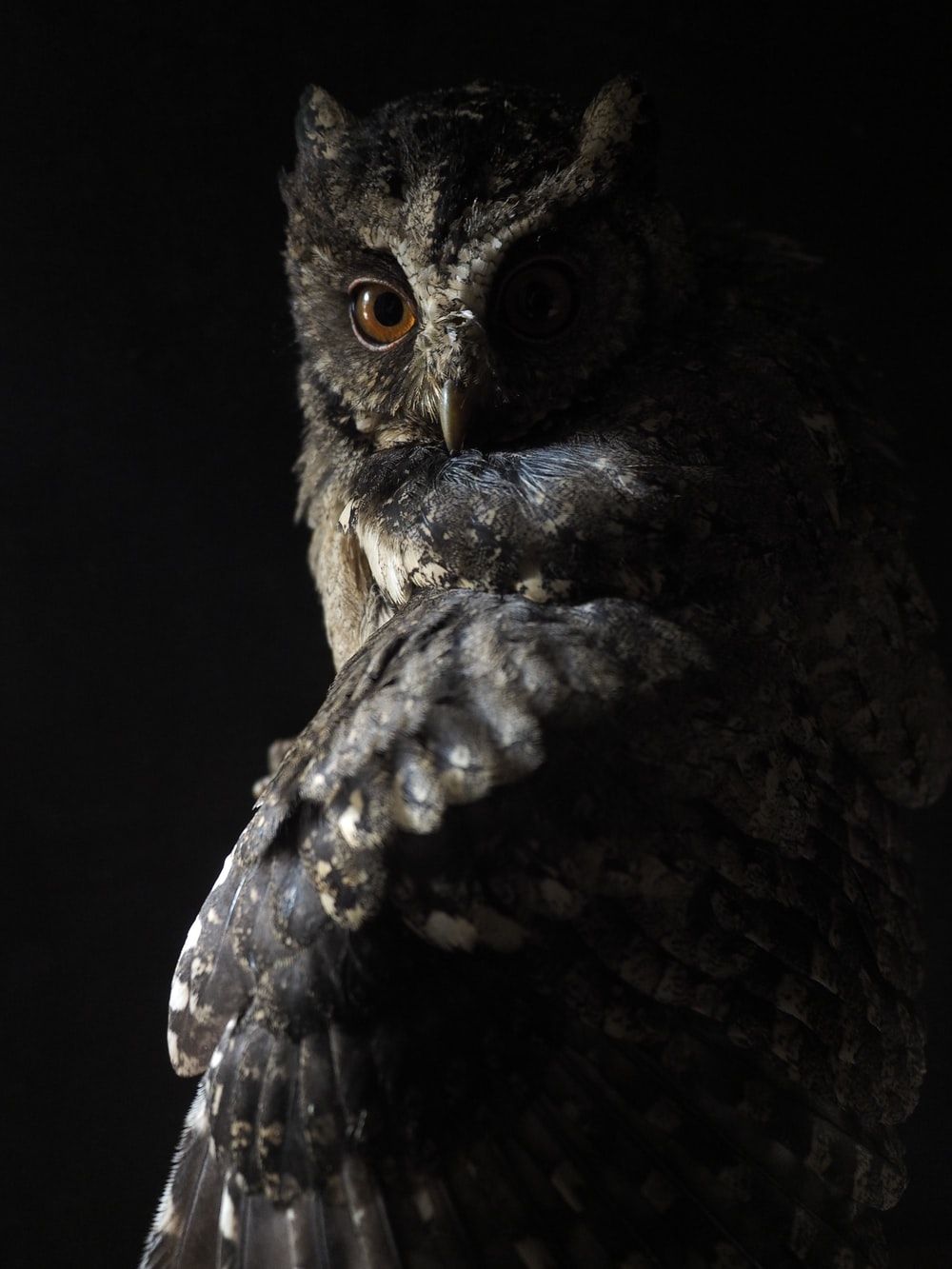 Owl Wallpaper: Free HD Download [HQ]