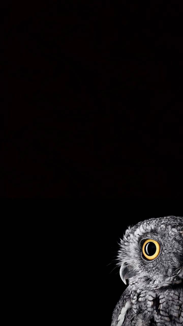 Amoled black owl wallpaper