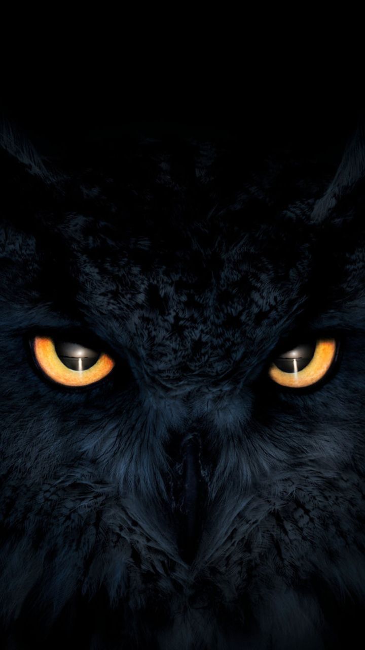 Black Owl Wallpapers - Wallpaper Cave