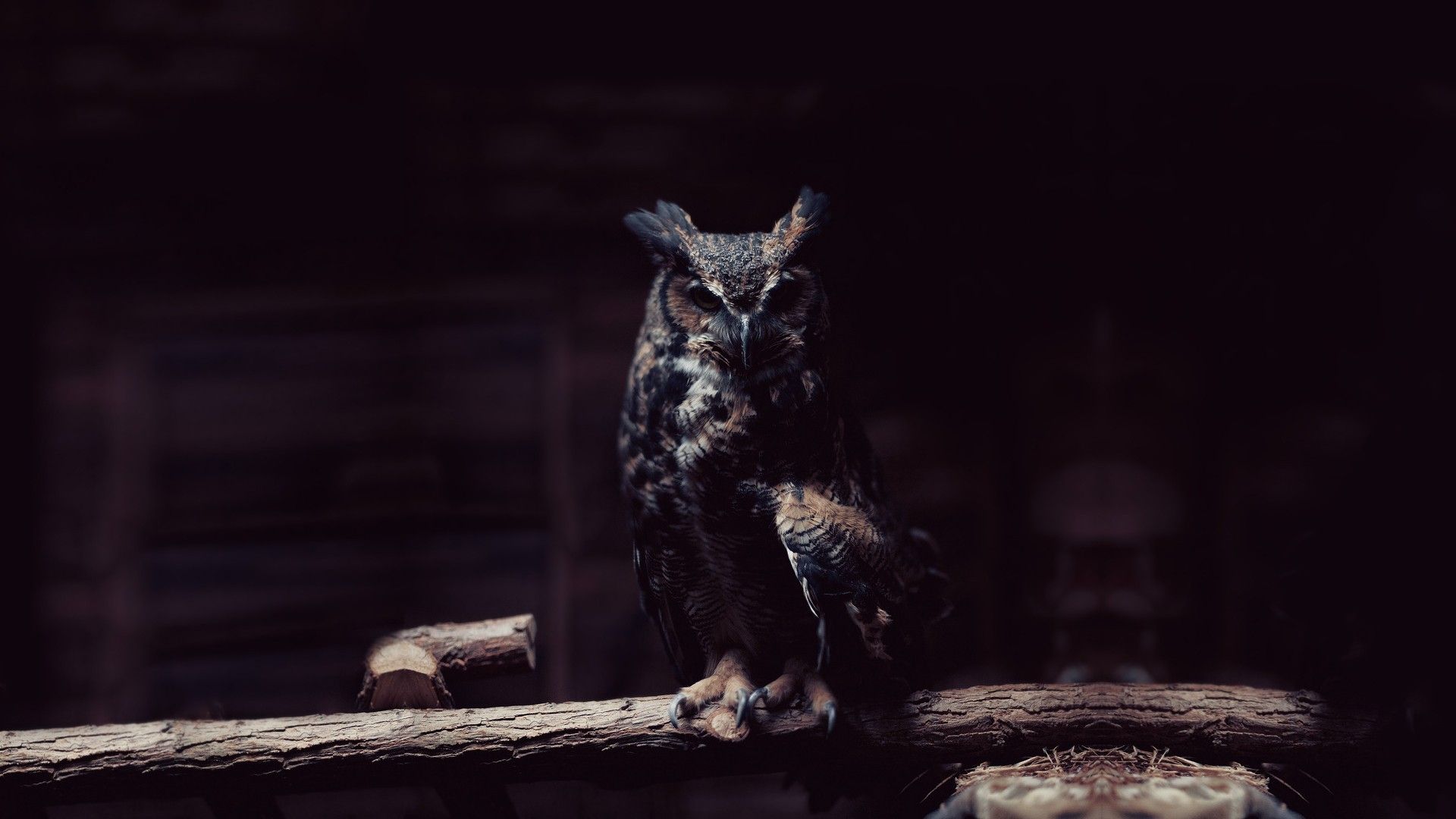 Dark Owl Wallpaper