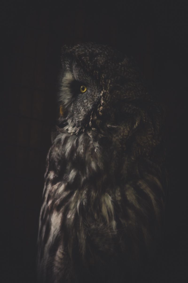 Wallpaper Owl, Bird, Dark, Predator, Looks, Turned Owl Wallpaper iPhone