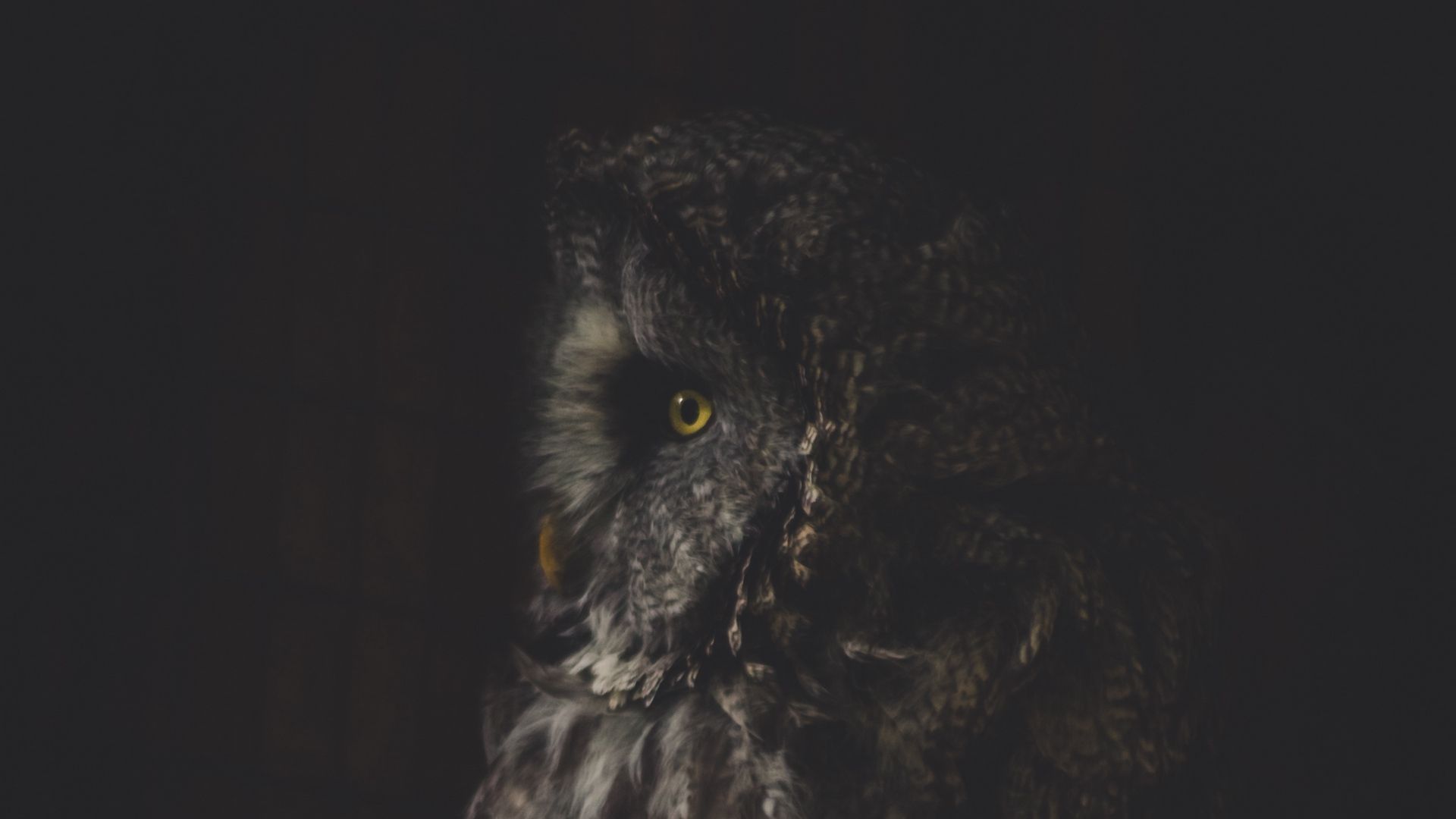 Premium AI Image | The dark owl wallpapers hd wallpapers