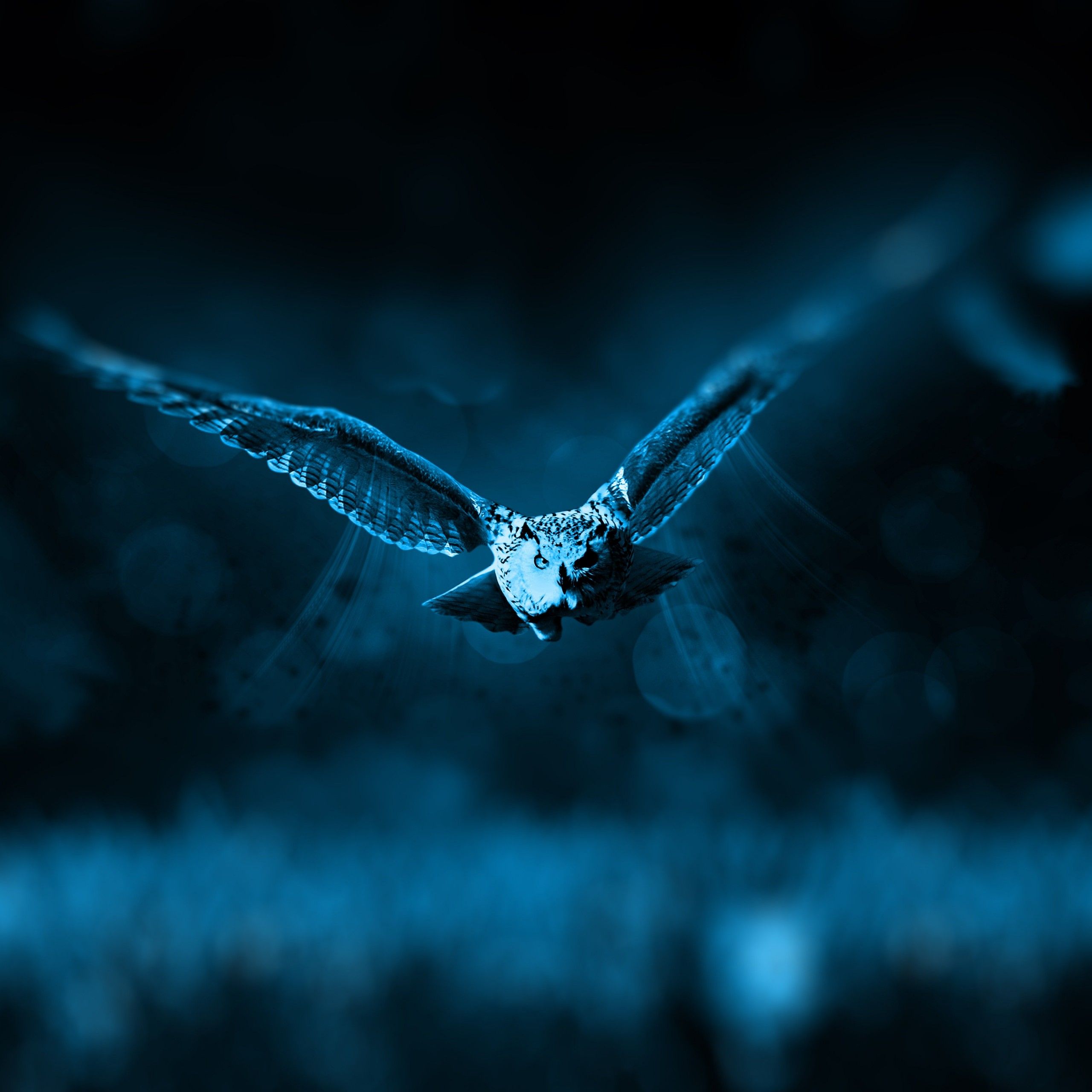 Owl 4K Wallpaper, Dark background, Moonlight, Blue, Forest, Bokeh, Flying, 5K, Animals