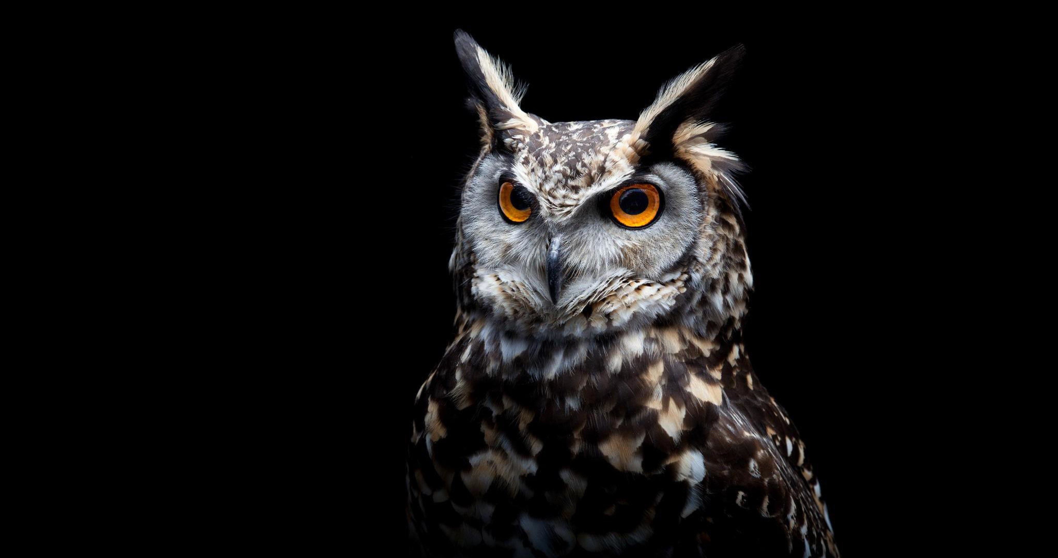 Owl Eyes Black Background HD Wallpaper