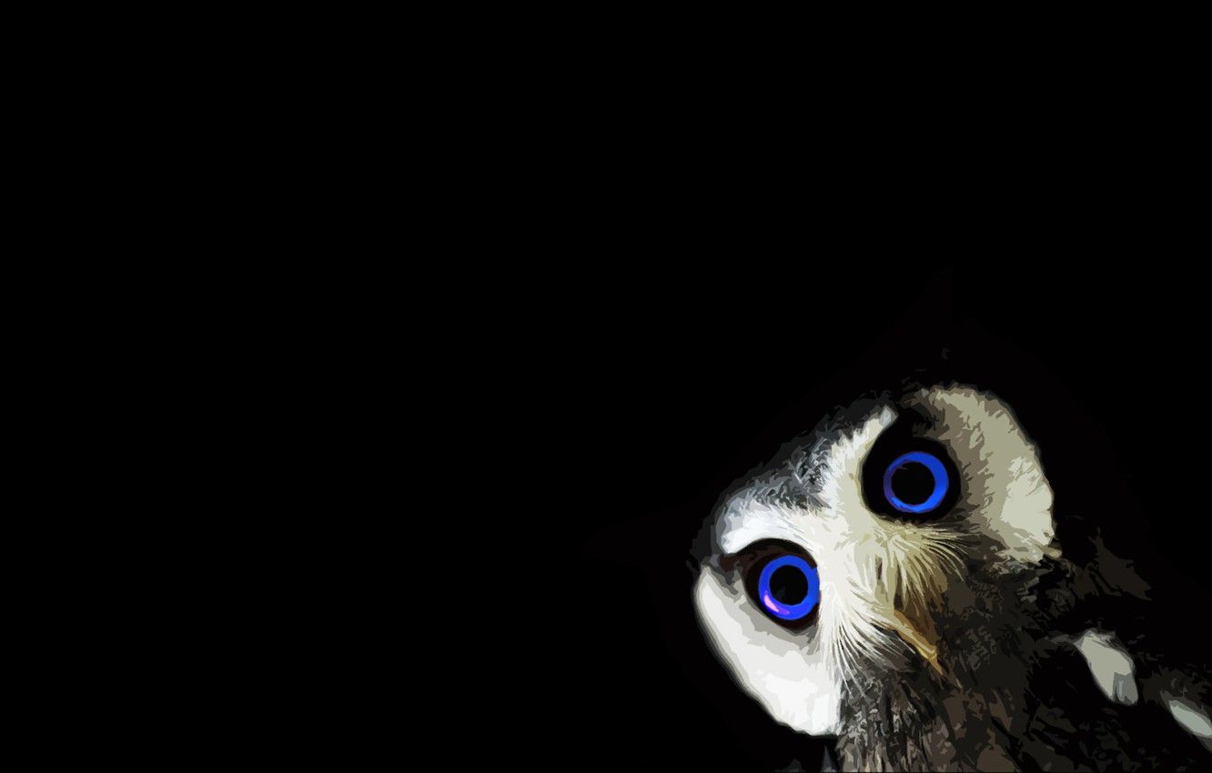 Wallpaper black, animals, minimalism, blue eyes, black background, owl image for desktop, section минимализм