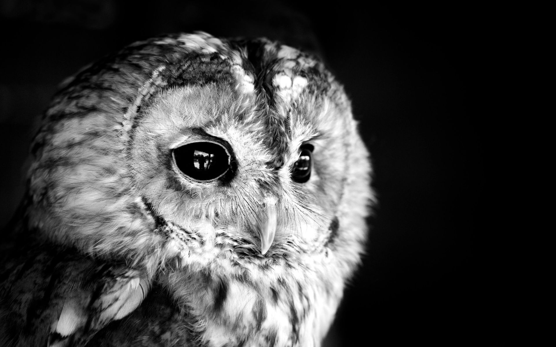 Black owl photo white monochrome face eyes feathers wallpaperx1200