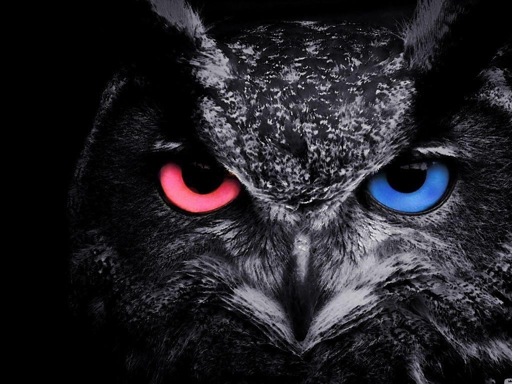 Owl 4K wallpaper for your desktop or mobile screen free and easy to download