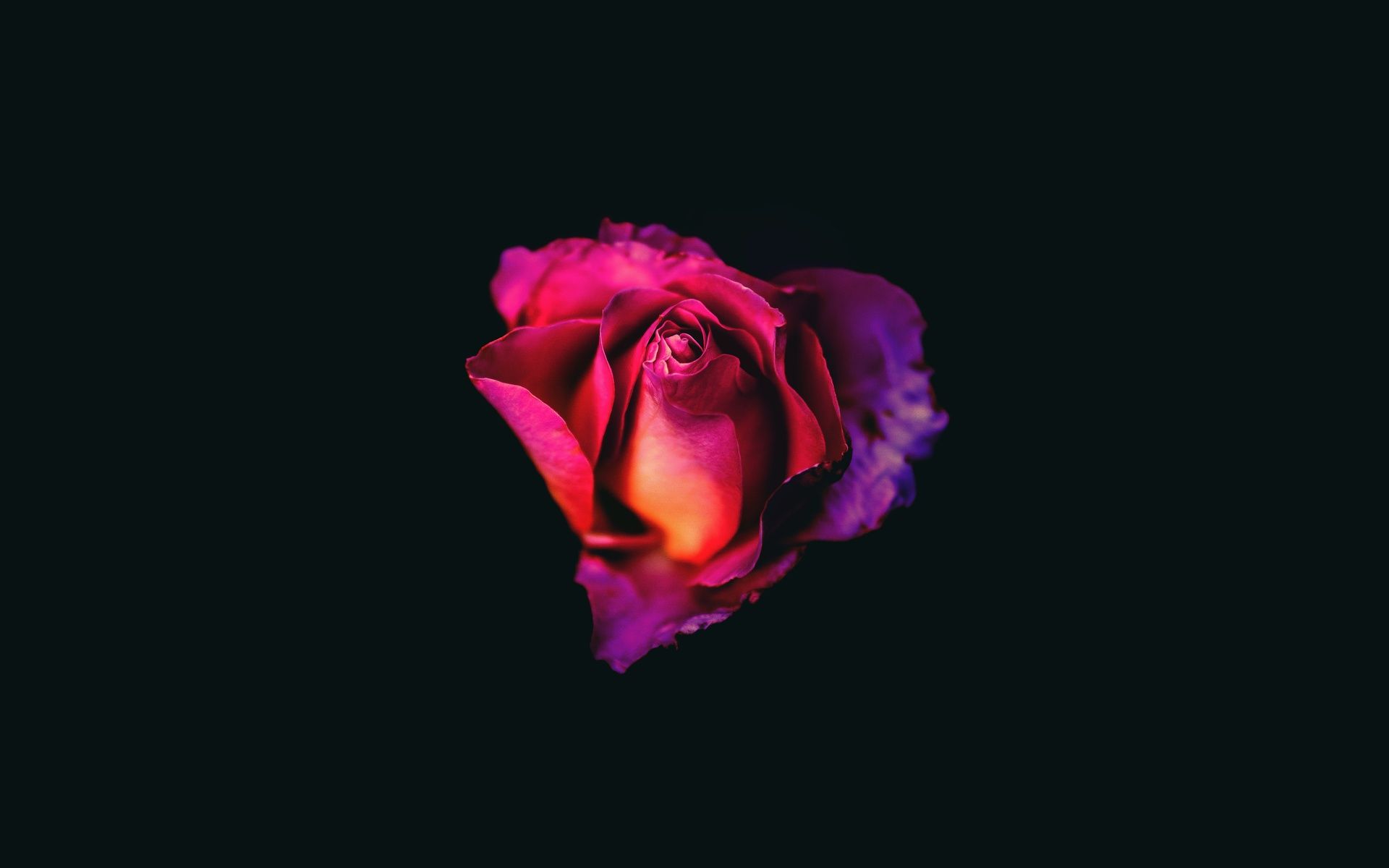 Rose Oled Dark 8k 1080P Resolution HD 4k Wallpaper, Image, Background, Photo and Picture