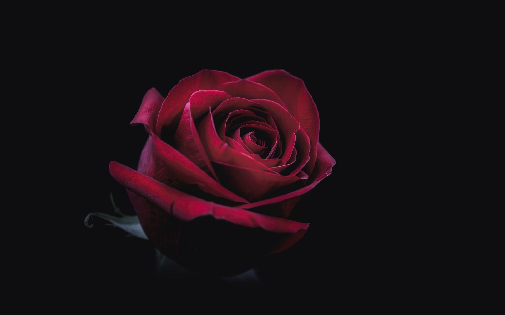 Rose Oled 8k 1080P Resolution HD 4k Wallpaper, Image, Background, Photo and Picture
