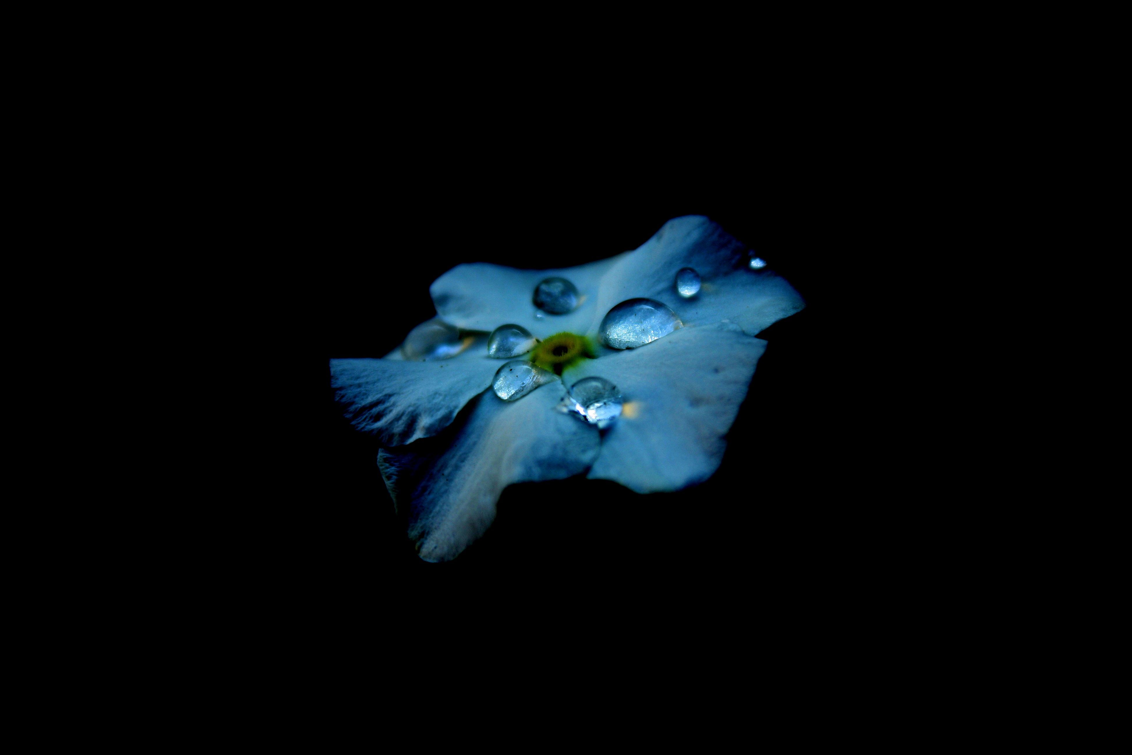 Dew Drops On Flower Oled 4k