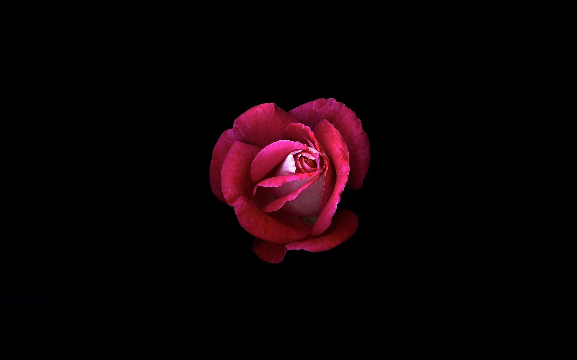 Red Rose Dark Oled 1080P Resolution HD 4k Wallpaper, Image, Background, Photo and Picture
