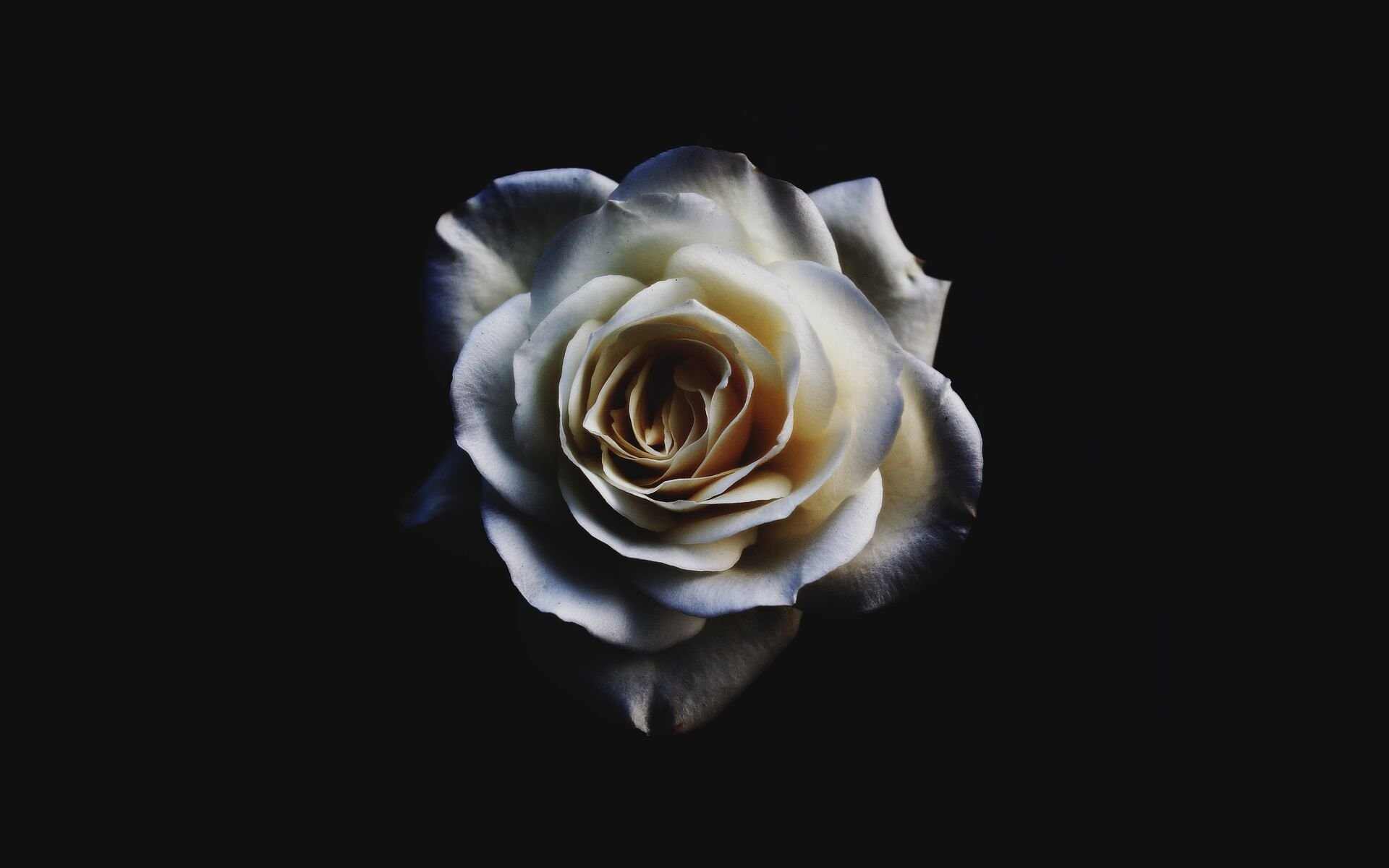 White Rose Oled 5k 1080P Resolution HD 4k Wallpaper, Image, Background, Photo and Picture