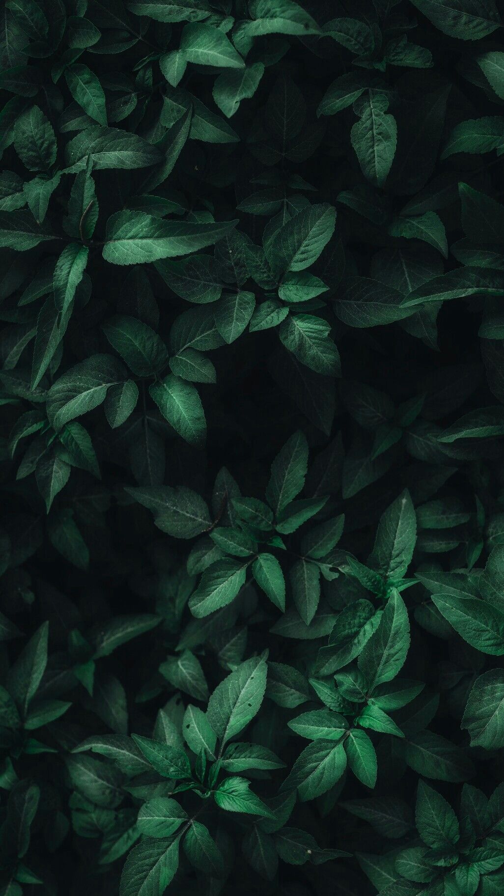 Dark Green Leaves Wallpaper Free Dark Green Leaves Background