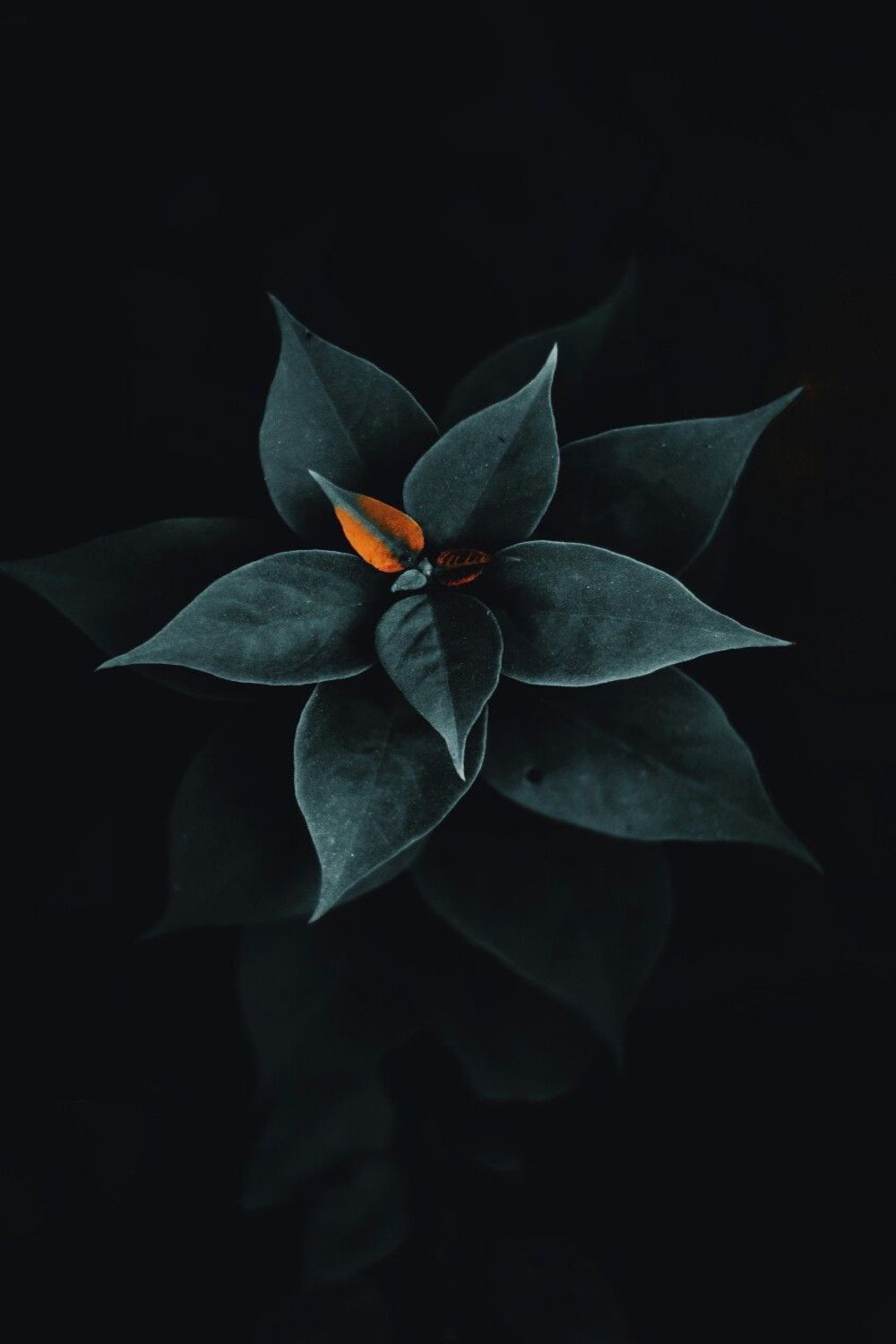 Best Black wallpaper HD 4k Free Downloads. Flowers black background, Leaves wallpaper iphone, Black background photography