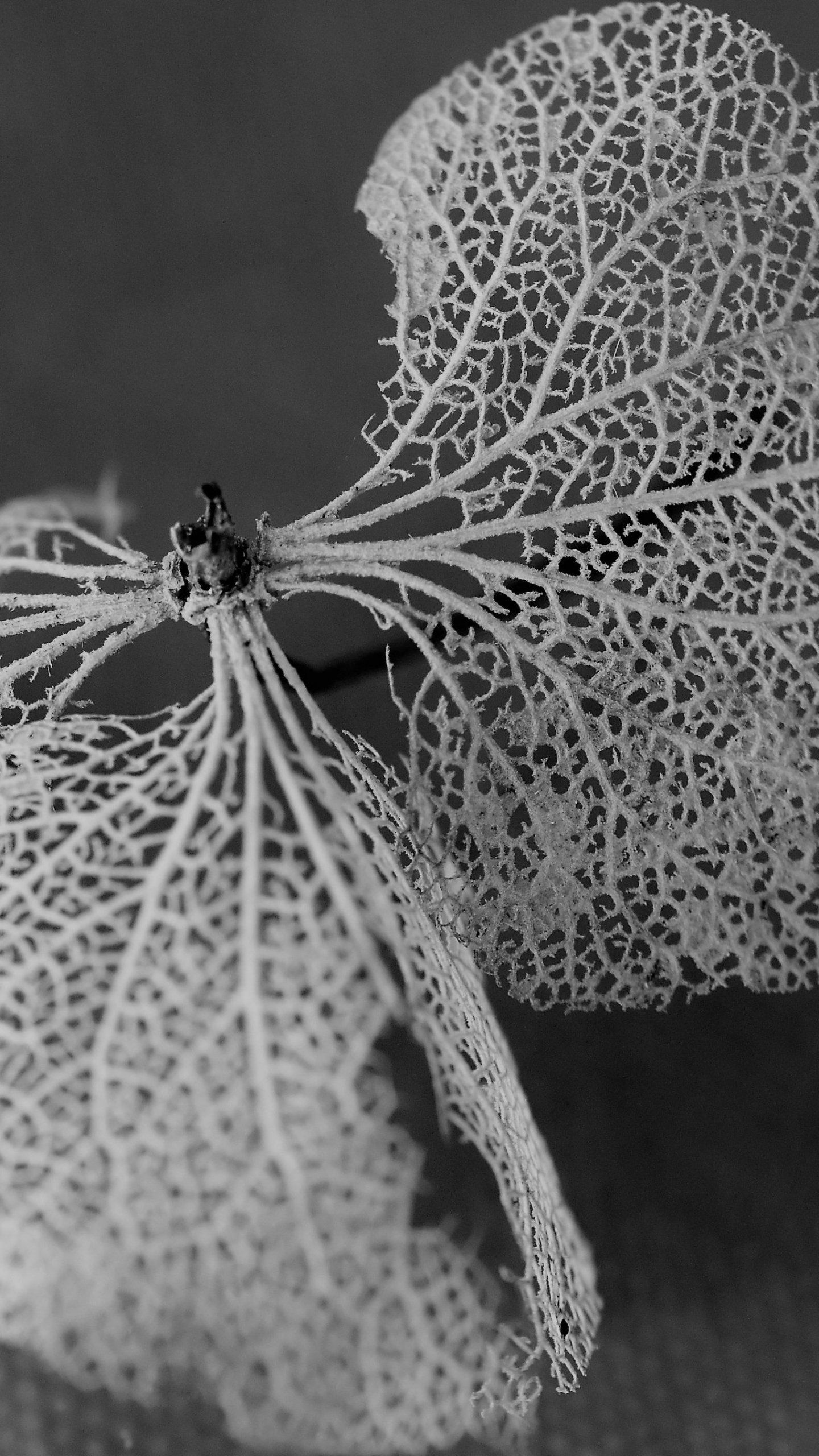 Dried Leaf Wallpaper, Android & Desktop Background