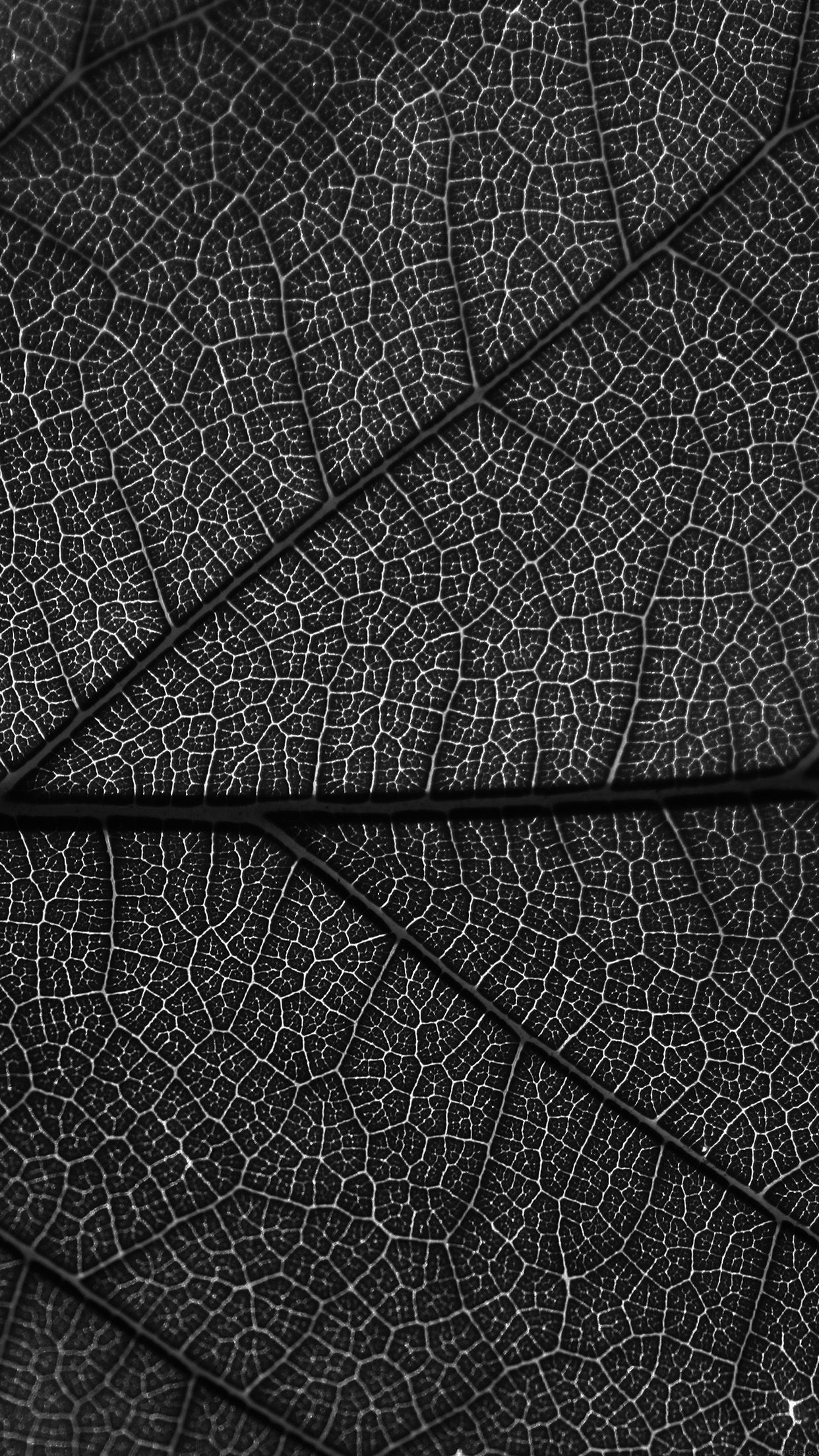 Leaf Dark Bw Nature Texture Pattern Android wallpaper HD wallpaper
