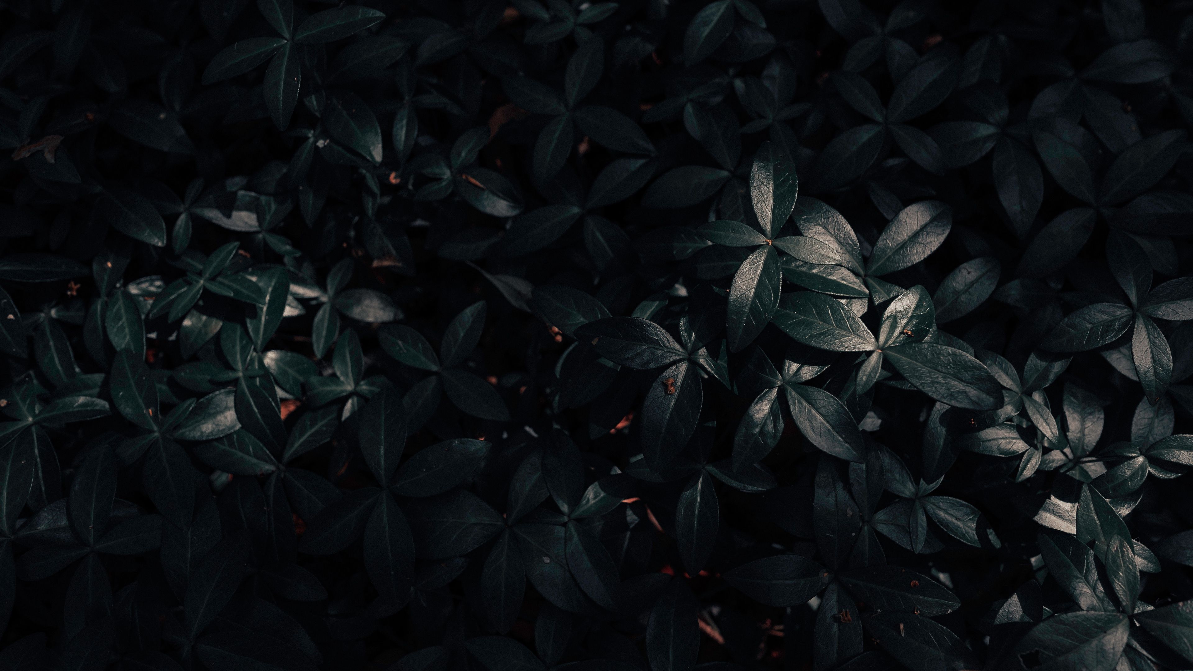 Wallpaper 4k plant, leaves, dark 4k Dark, Leaves, Plant