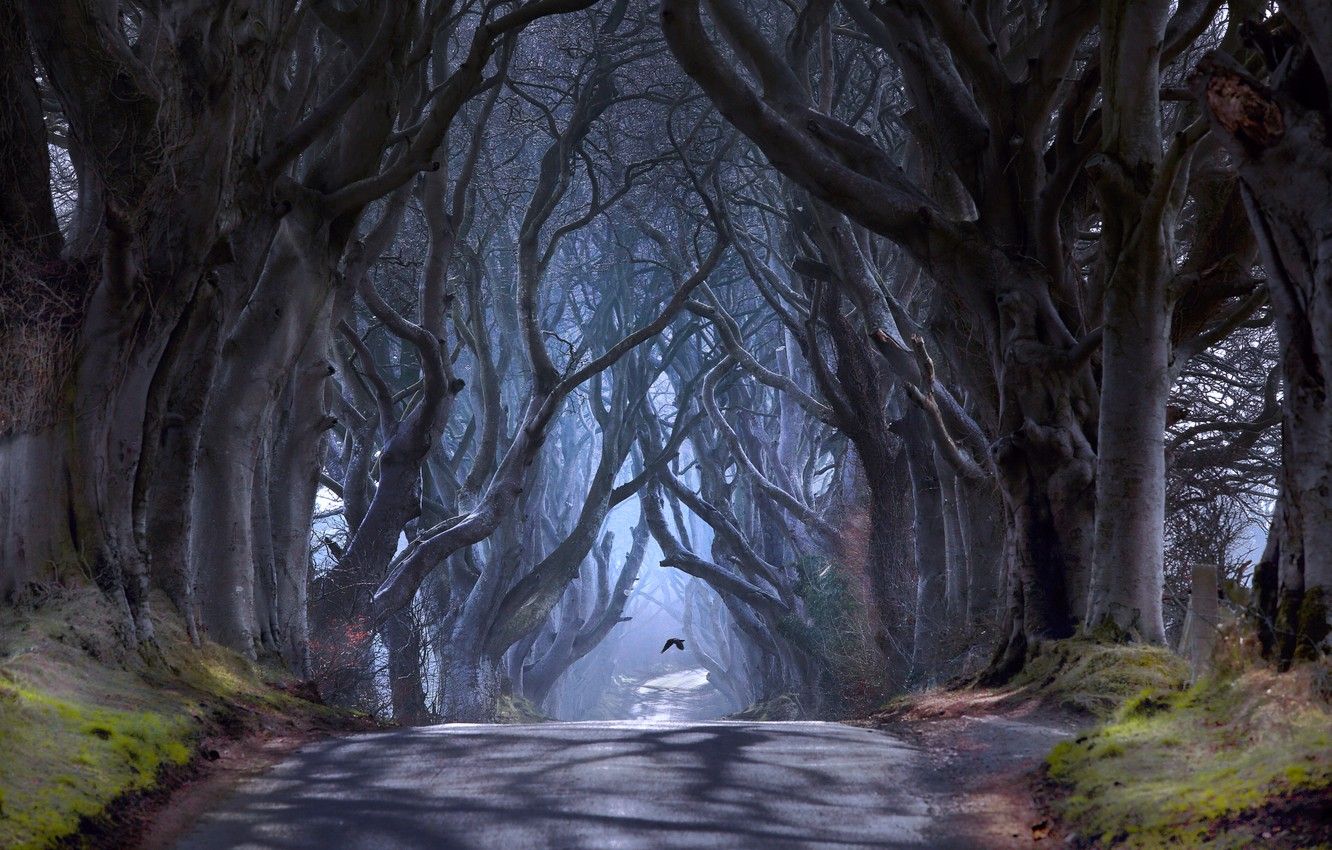 Wallpaper trees, bird, haze, Northern Ireland, Antrim County, the road Bregagh Road, Ballymoney, Dark alley image for desktop, section природа