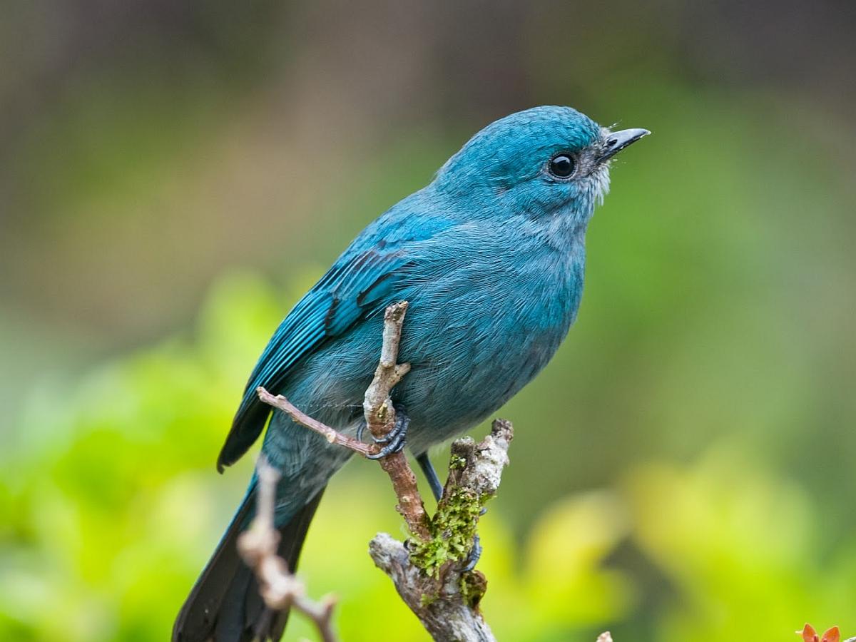 Free download BLUE BIRD WALLPAPER 52043 HD Wallpaper [WallpaperInHQcom] [1200x900] for your Desktop, Mobile & Tablet. Explore Large Blue Bird Wallpaper. Bird Wallpaper for Home, Bird Pattern Wallpaper, Blue